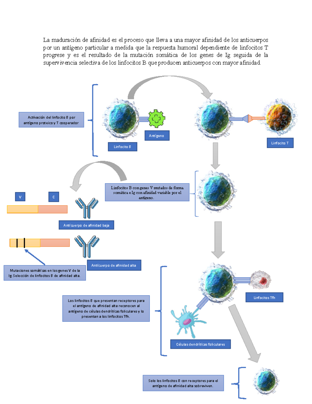Maduración De La Afinidad Y La Hipermutación Somática - La Maduración ...
