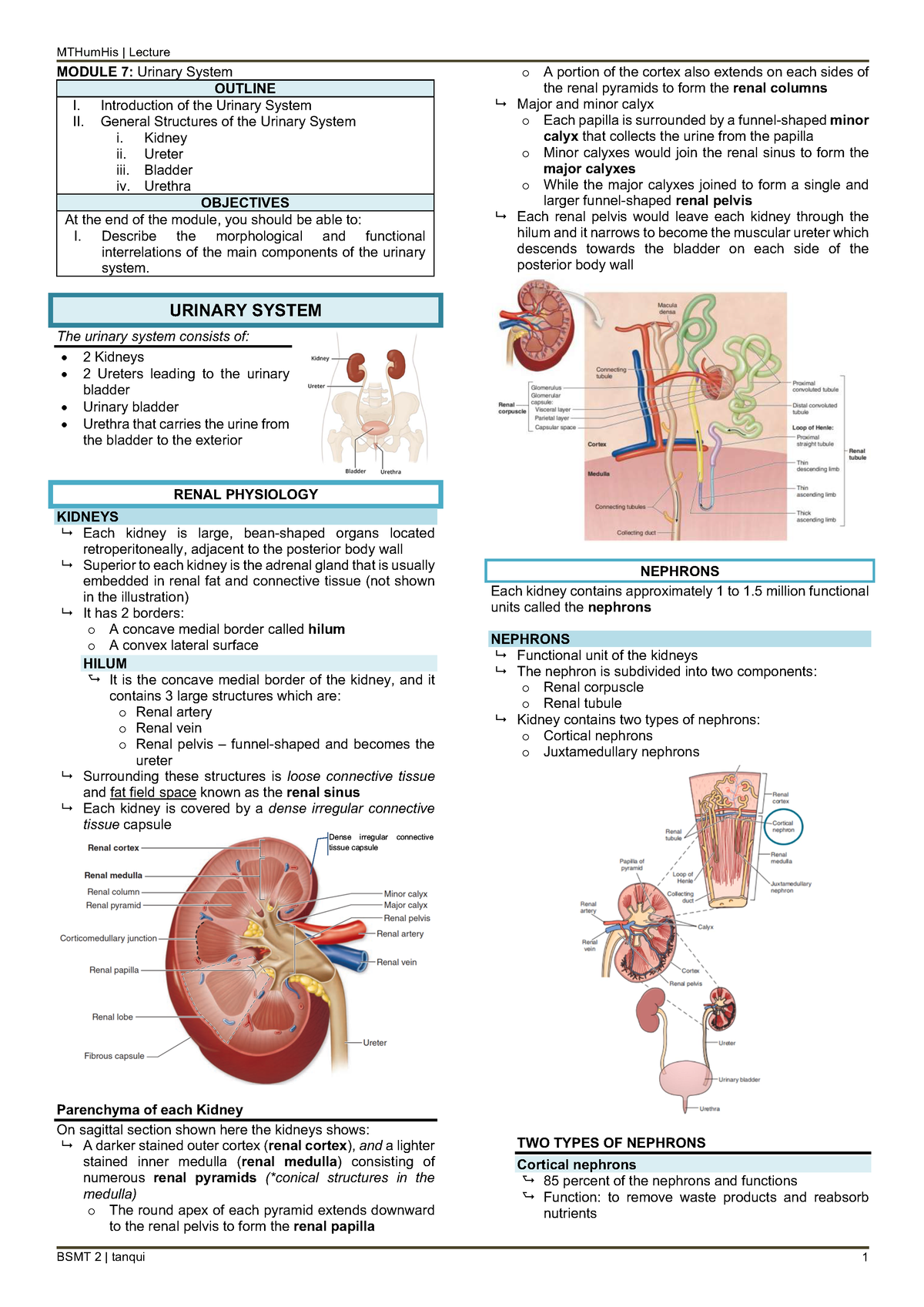 M7 histo lec urinary system - MODULE 7 : Urinary System OUTLINE I ...