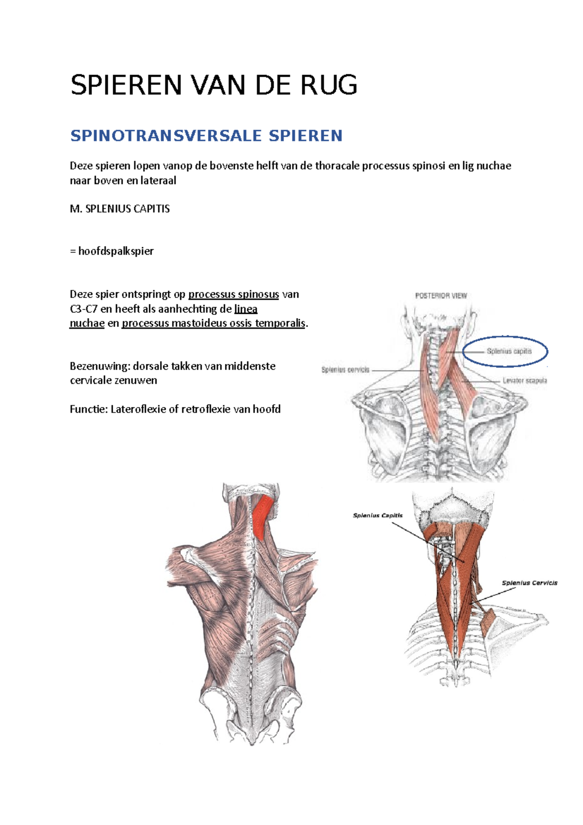 Spieren van de rug (anatomie) SPIEREN VAN DE RUG SPINOTRANSVERSALE