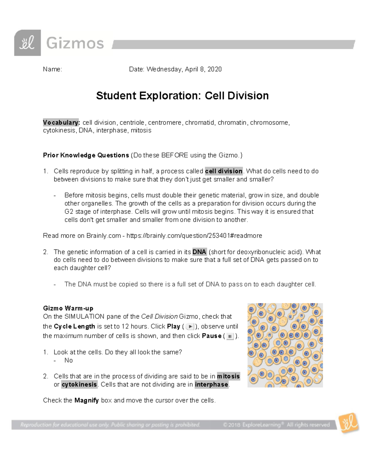 Student Exploration Cell Division Name Date Wednesday April 8 