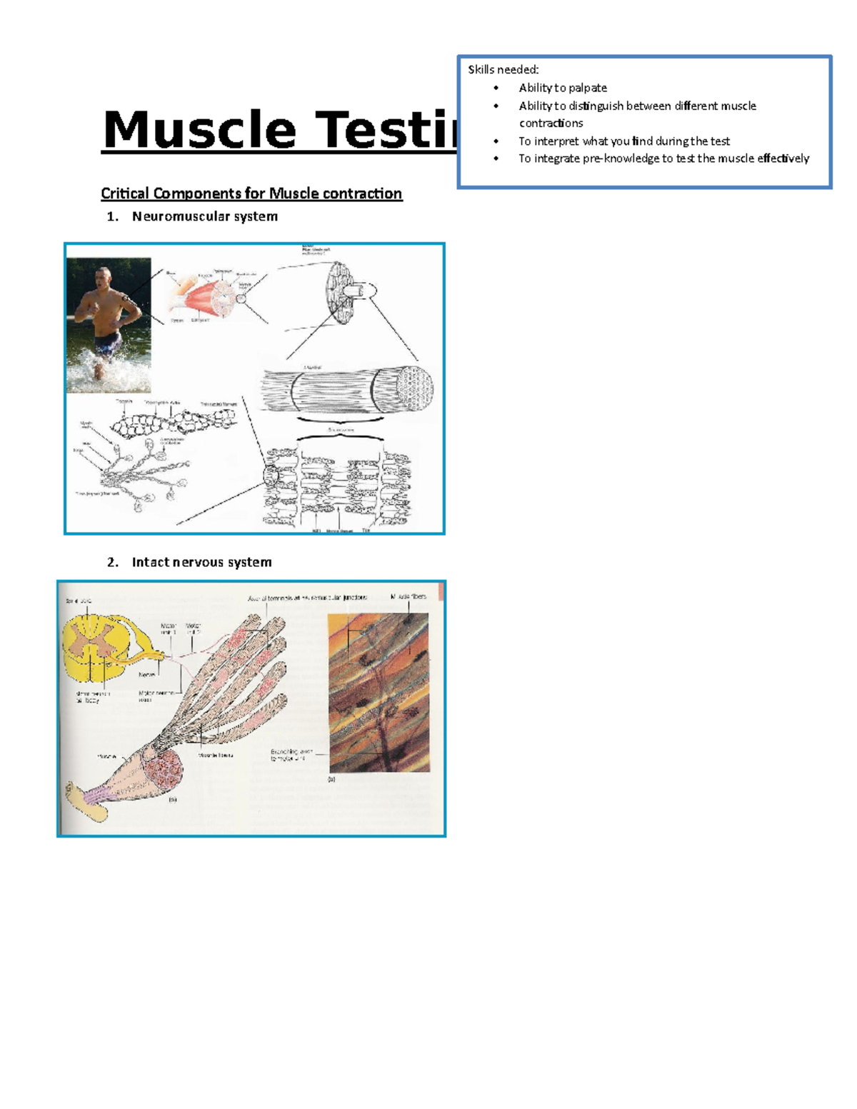 Muscle Testing - Neuromuscular system 2. Intact nervous system ...