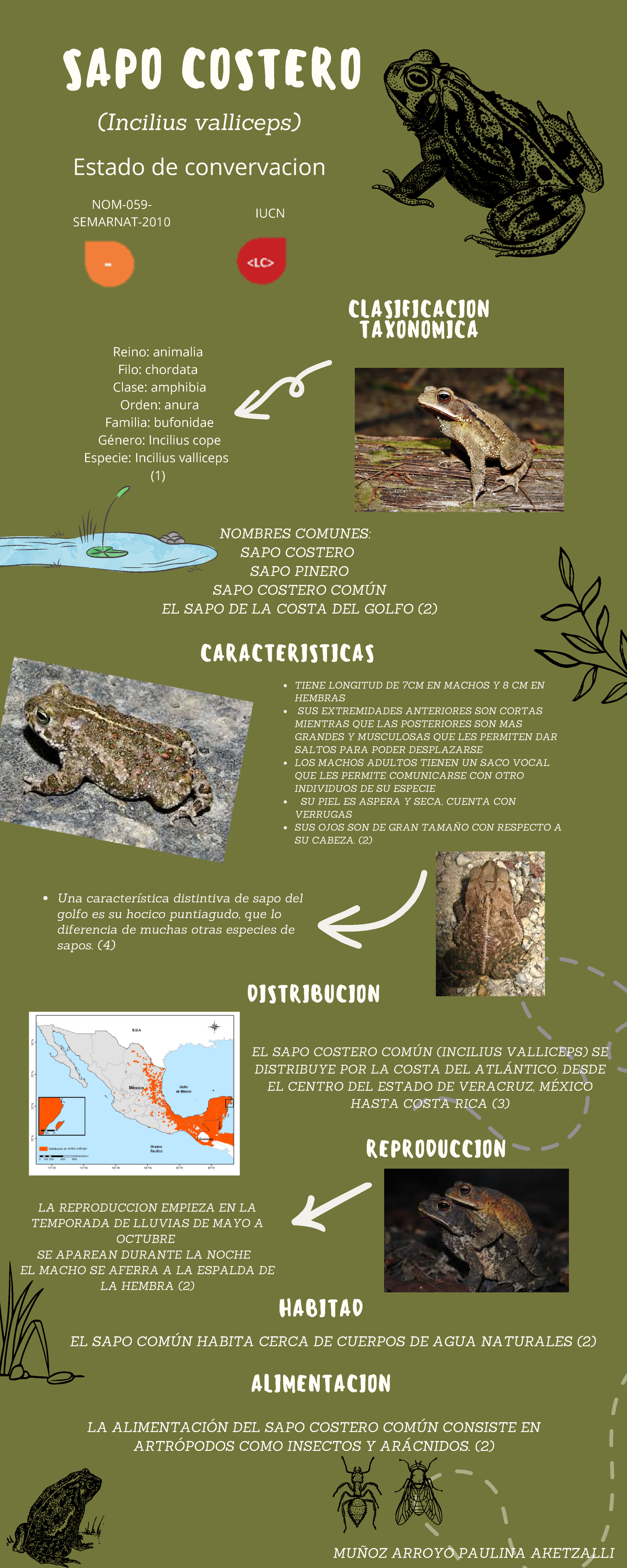 sapo costero caracteristicas - SAPO COSTERO (Incilius valliceps ...