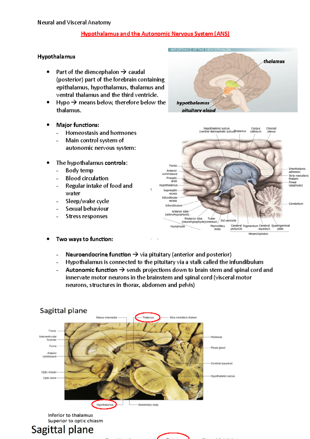 Hypothalamus and the ANS Notes - Hypothalamus and the Autonomic Nervous ...