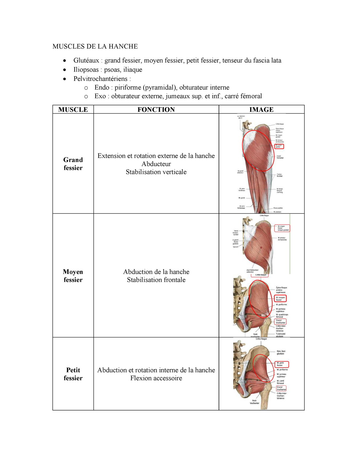 diagramme du petit fessier