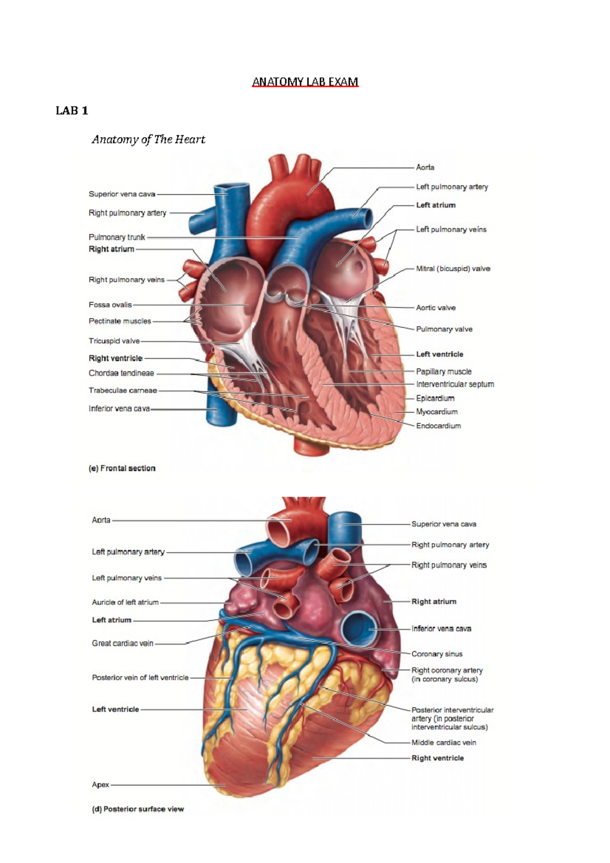 Anatomy-Lab-Exam - Revision Lab Notes - ANATOMY LAB EXAM LAB 1 Anatomy ...