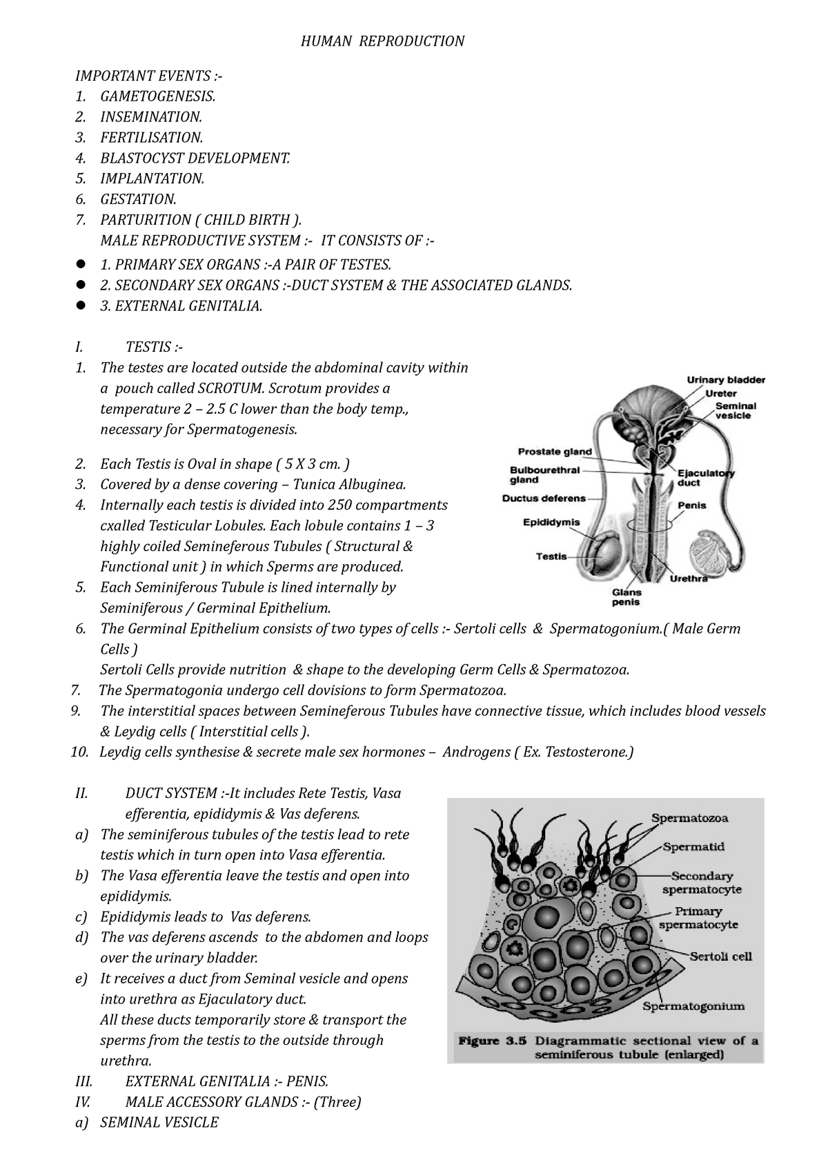 Ch 3 Human Reproduction Notes Human Reproduction Important Events 1 Gametogenesis 2 6179