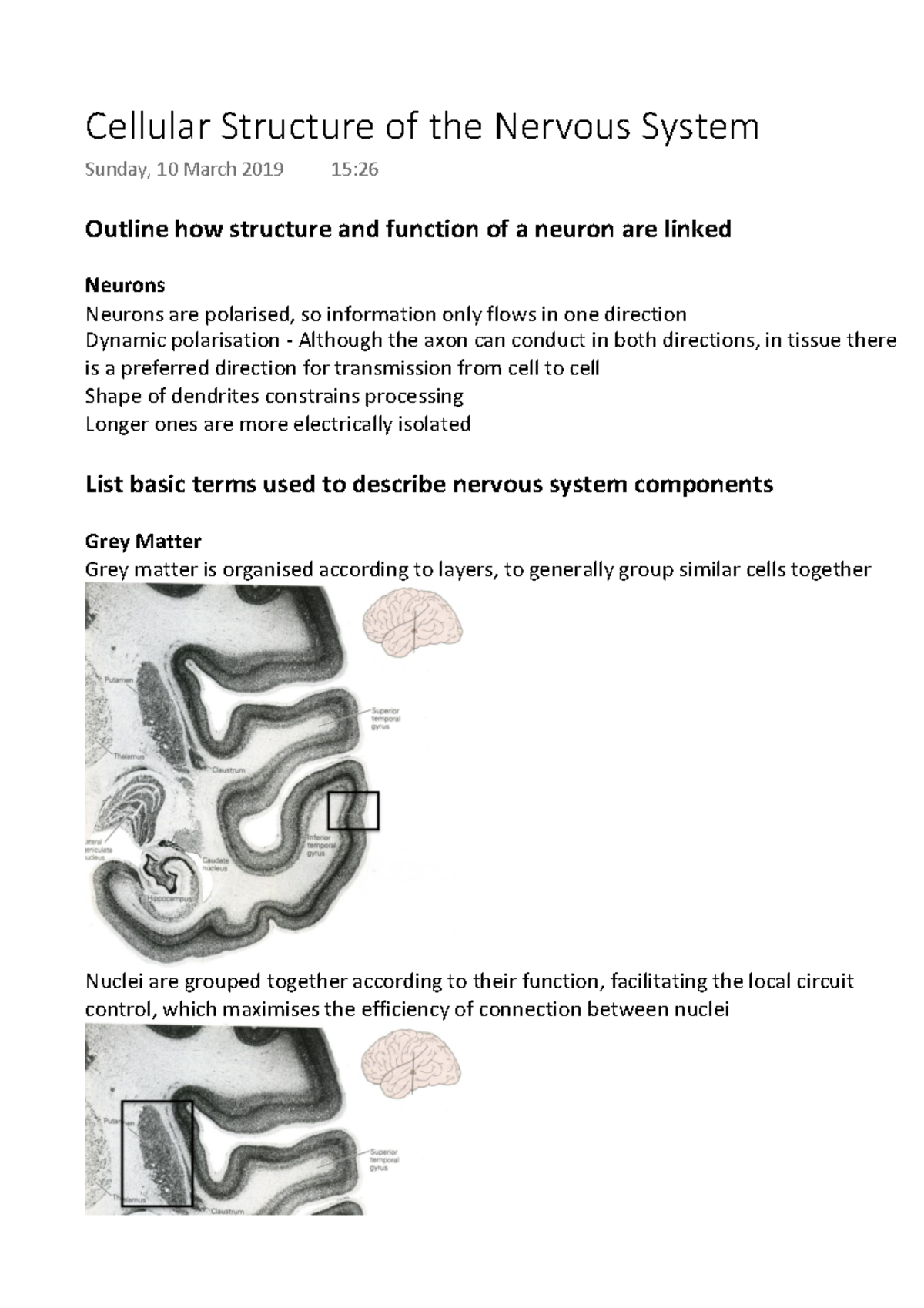Cellular Structure of the Nervous System - Outline how structure and ...