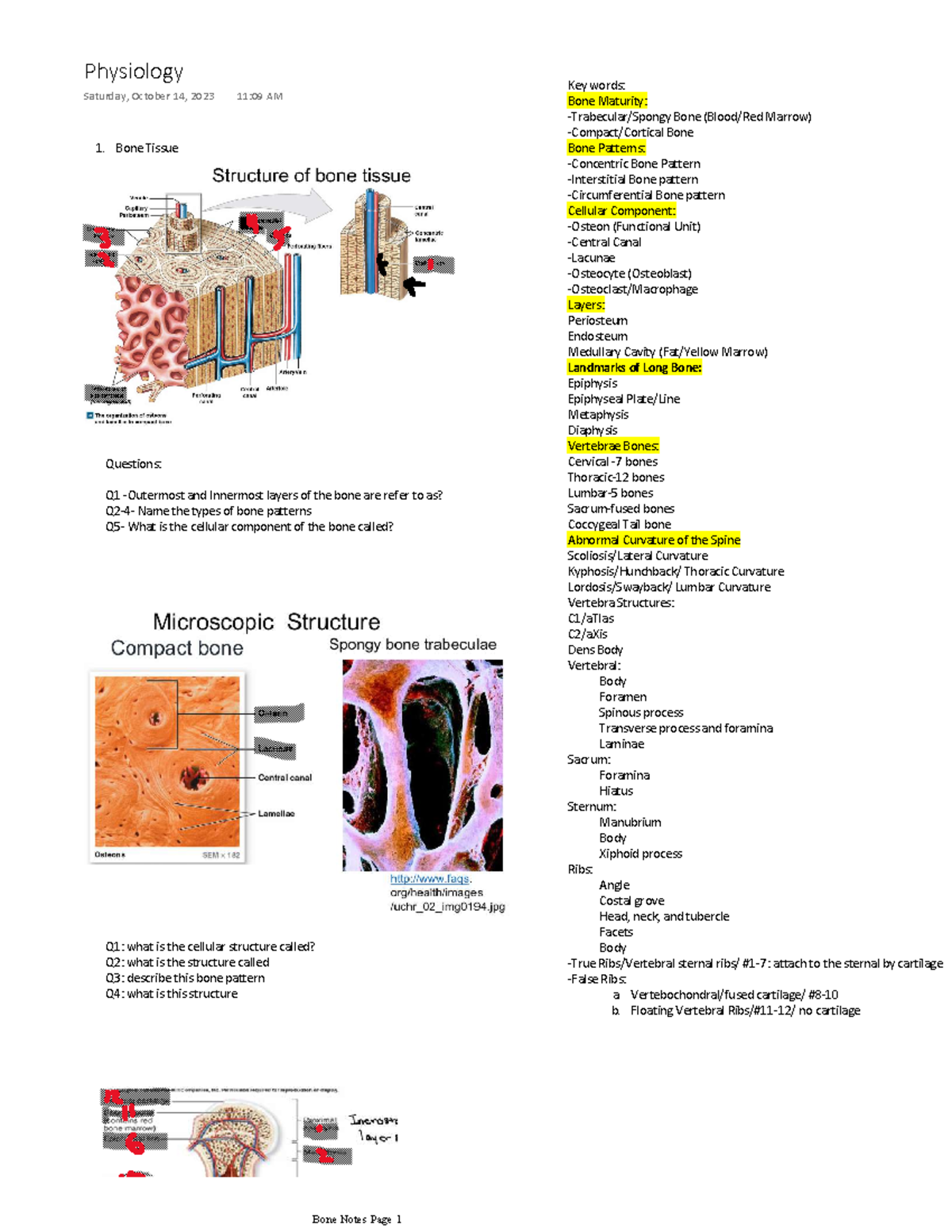 IM482d5d0bbc0b44db99817205689 ba5e8 - Bone Tissue Key words: Bone ...