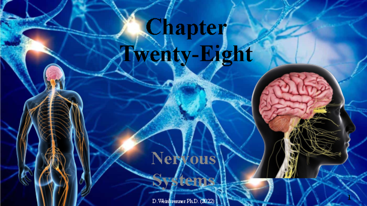Chapter+28-Nervous+Systems-2022 - Chapter Twenty-Eight Nervous Systems ...