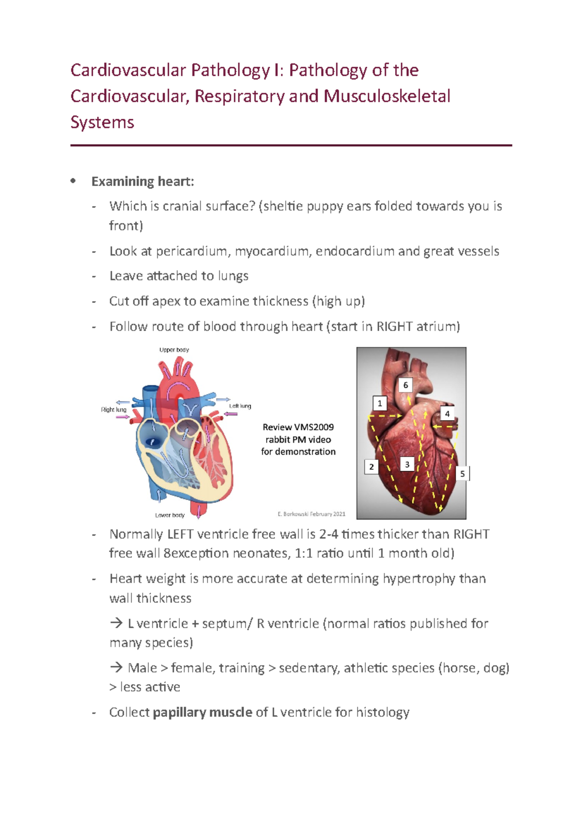 Cardiovascular Pathology I Pcrms - Cardiovascular Pathology I ...