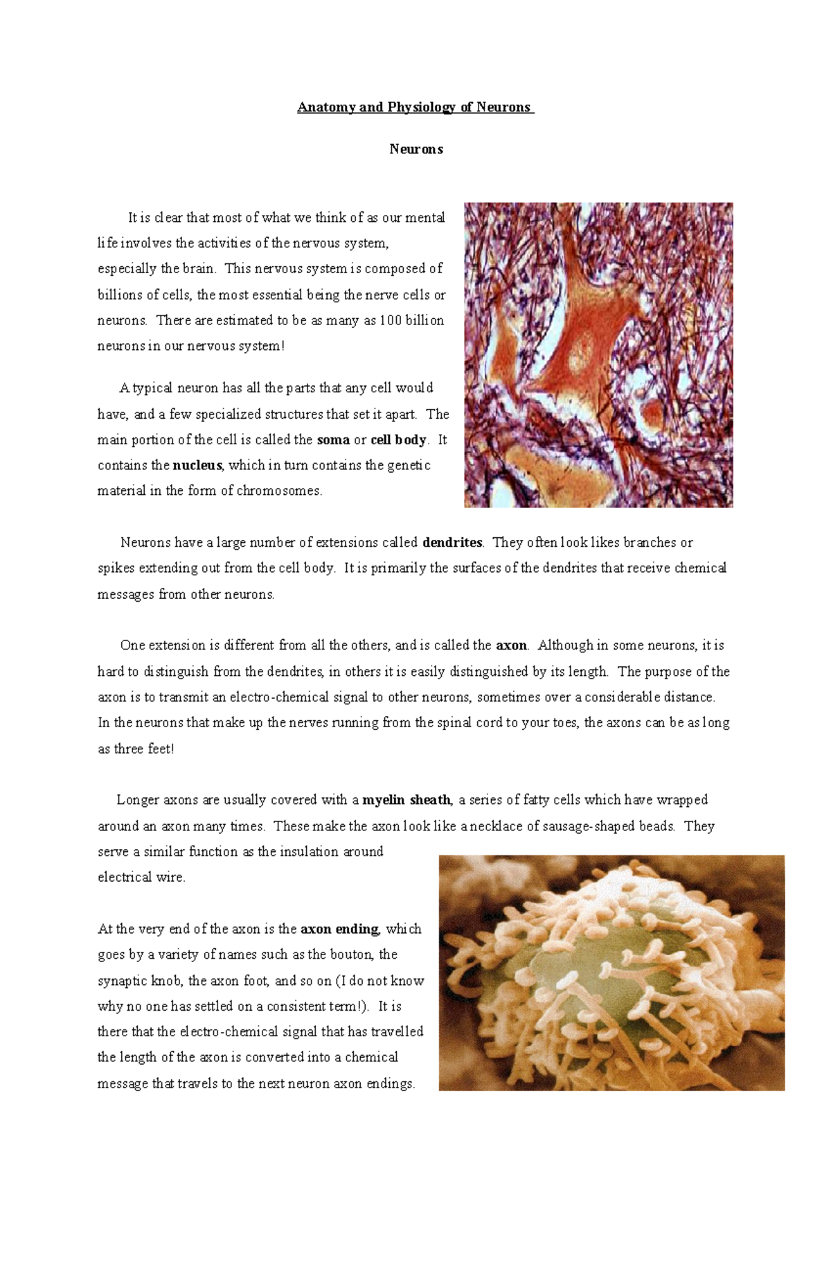 NEURONS DEFINITION ANATOMY AND PHYSIOLOGY visual data 4