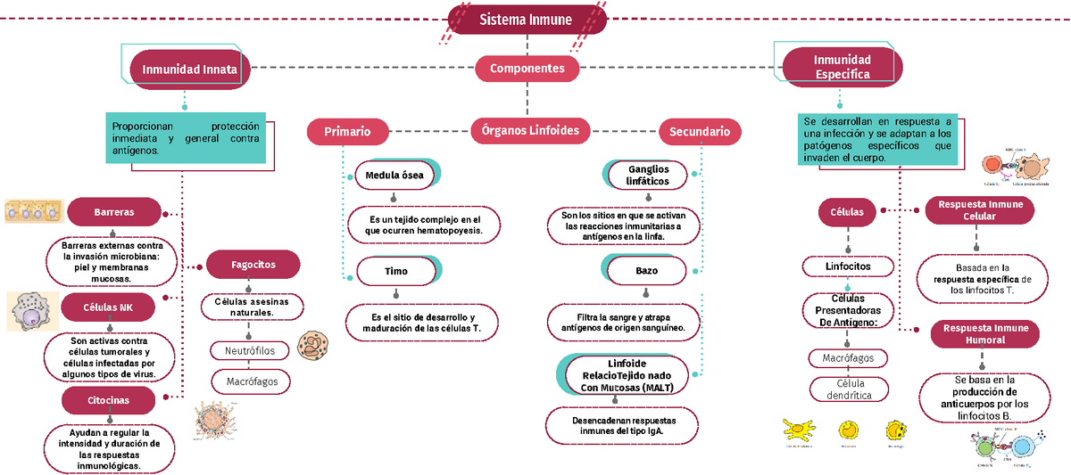 Sistema Inmune Mapa Conceptual - Sistema Inmune Inmunidad Innata  Componentes Inmunidad Especifica Se - Studocu