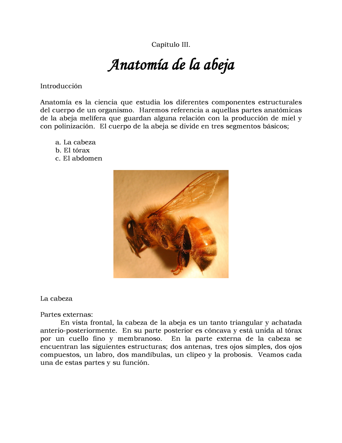 Anatomía De La Abeja CapÌtulo Iii AnatomÌa De La Abeja IntroducciÛn AnatomÌa Es La Ciencia 7605