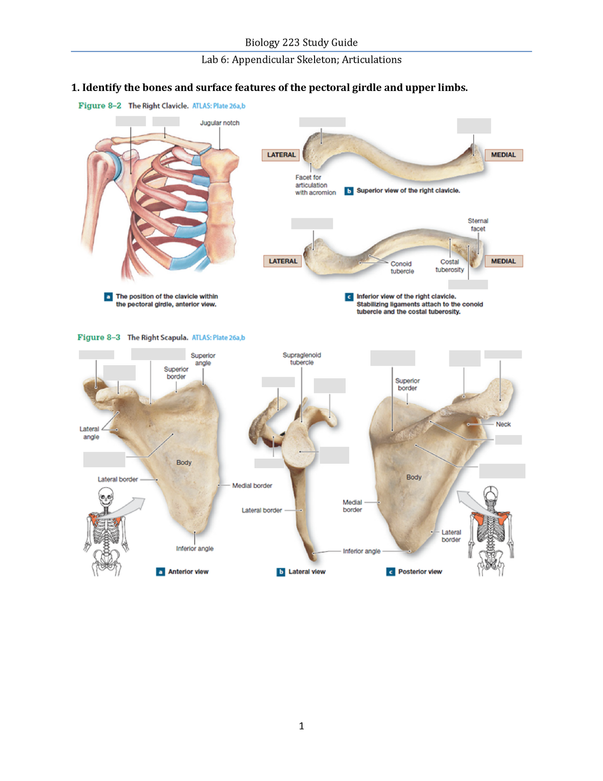 Lab 6 Study Guide - Lab 6: Appendicular Skeleton; Articulations 1