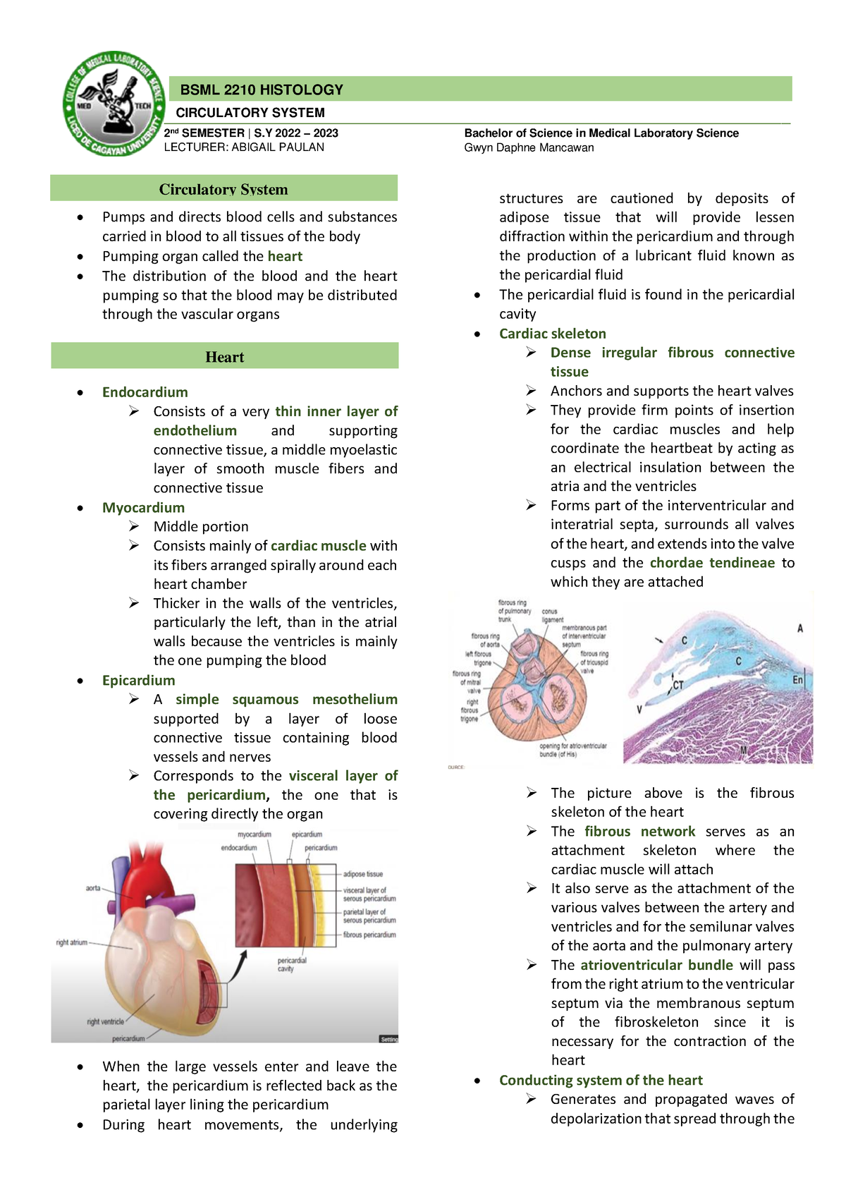 Circulatory- System ...