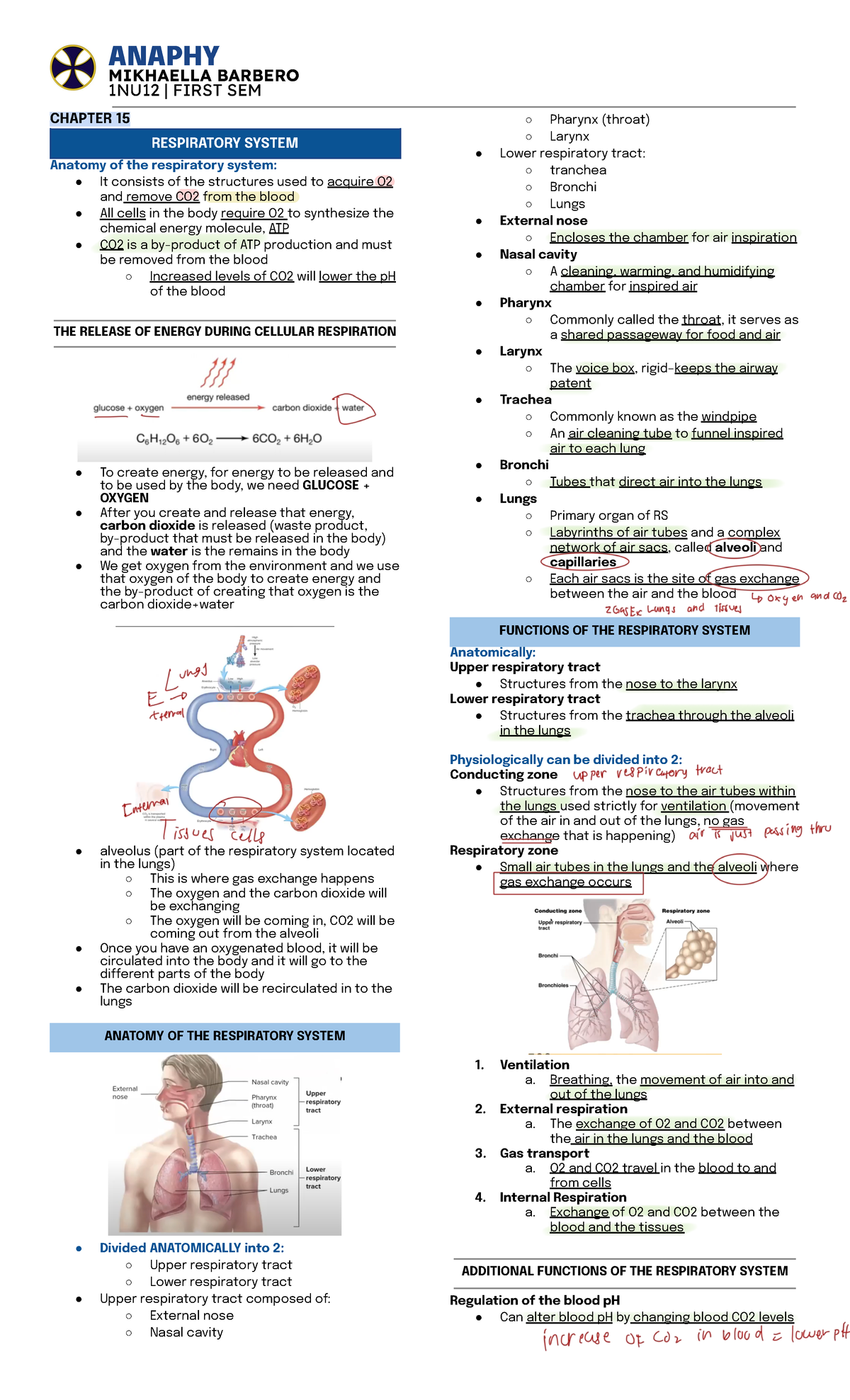 Respiratory system - Breathing, the movement of air into and out of the ...