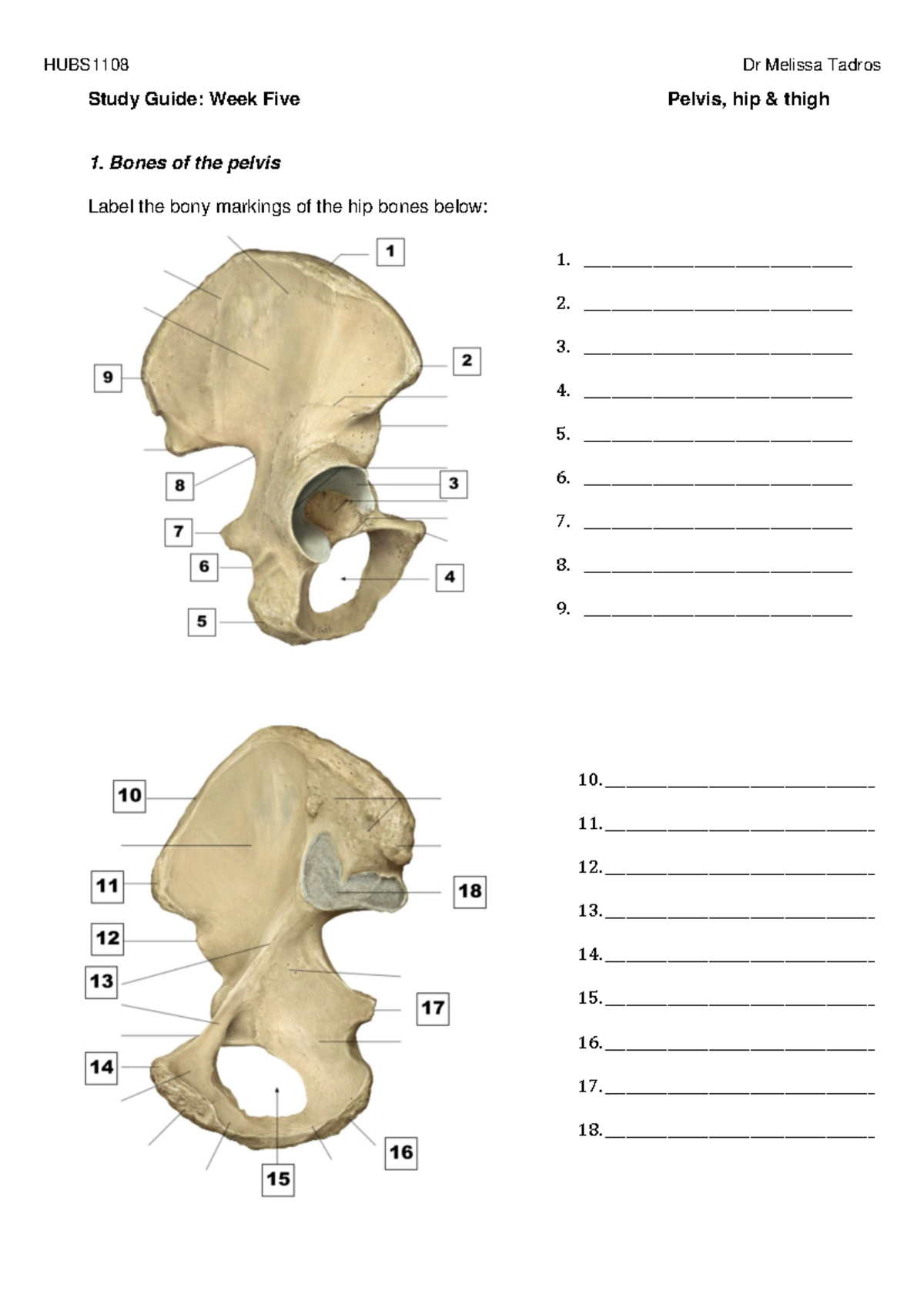 35 Label The Pelvis - Labels For Your Ideas