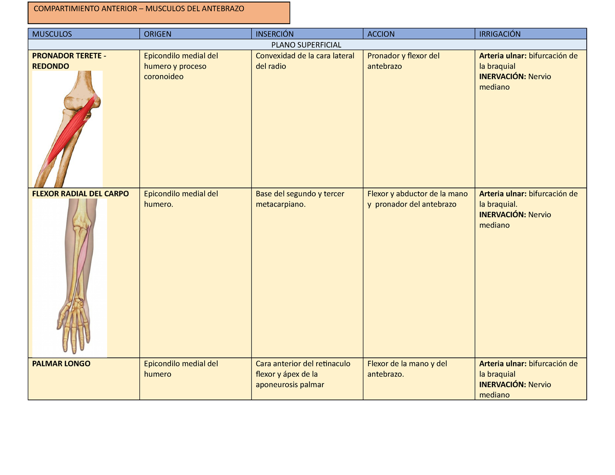 Tabla De Musculos Antebrazo Musculos Origen InserciÓn Accion IrrigaciÓn Plano Superficial 5843