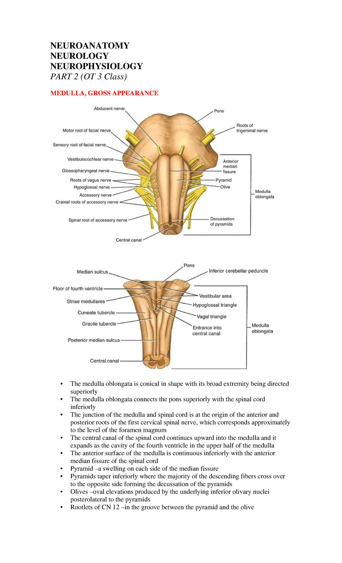 neurosciences-part-2-medulla-neuroanatomy-neurology-neurophysiology
