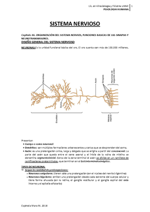 Solved Introduccin Para El Sistema Muscular Fisiologia Studocu