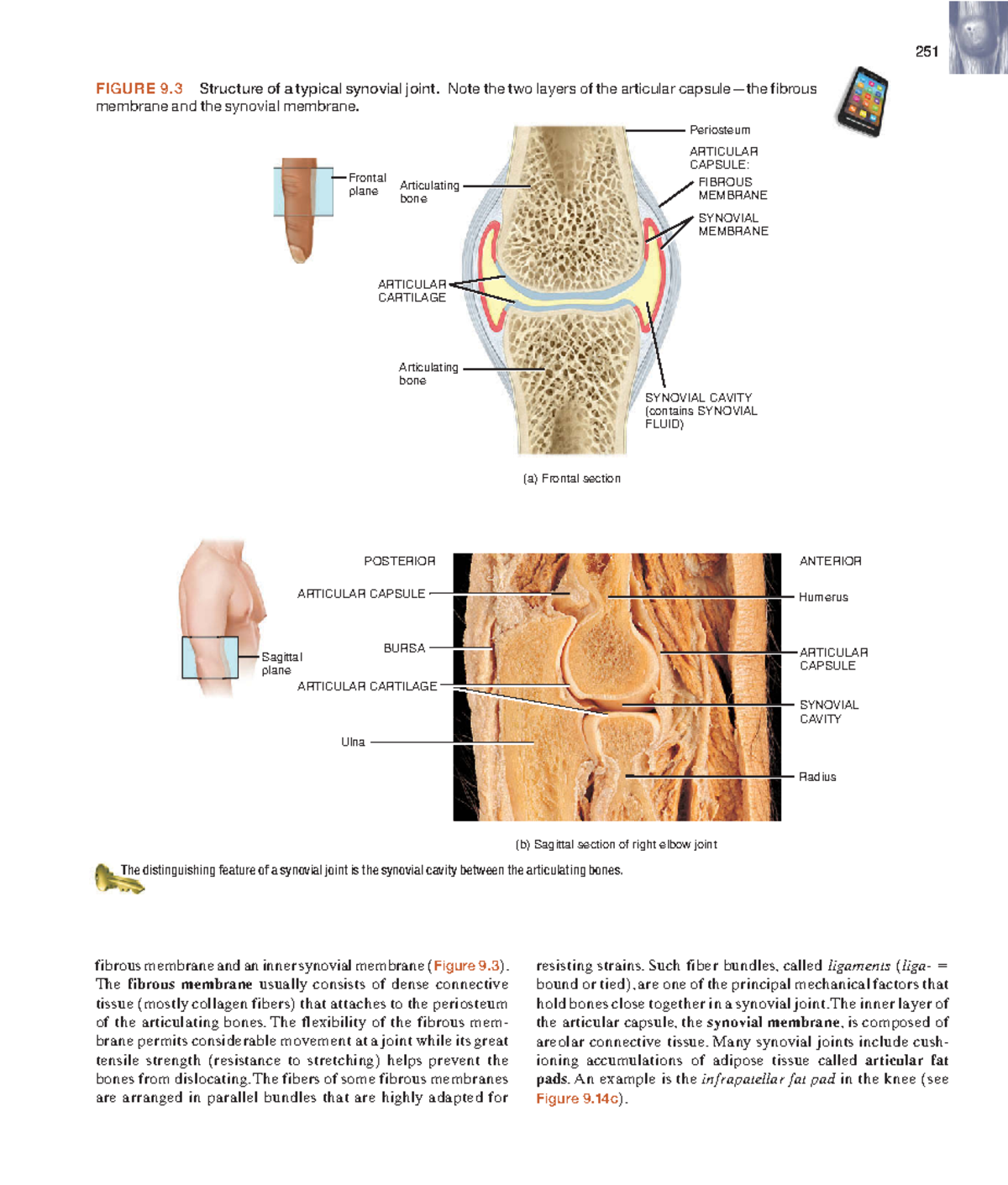 Anatomyandphy-101 - 251 resisting strains. Such fiber bundles, called ...