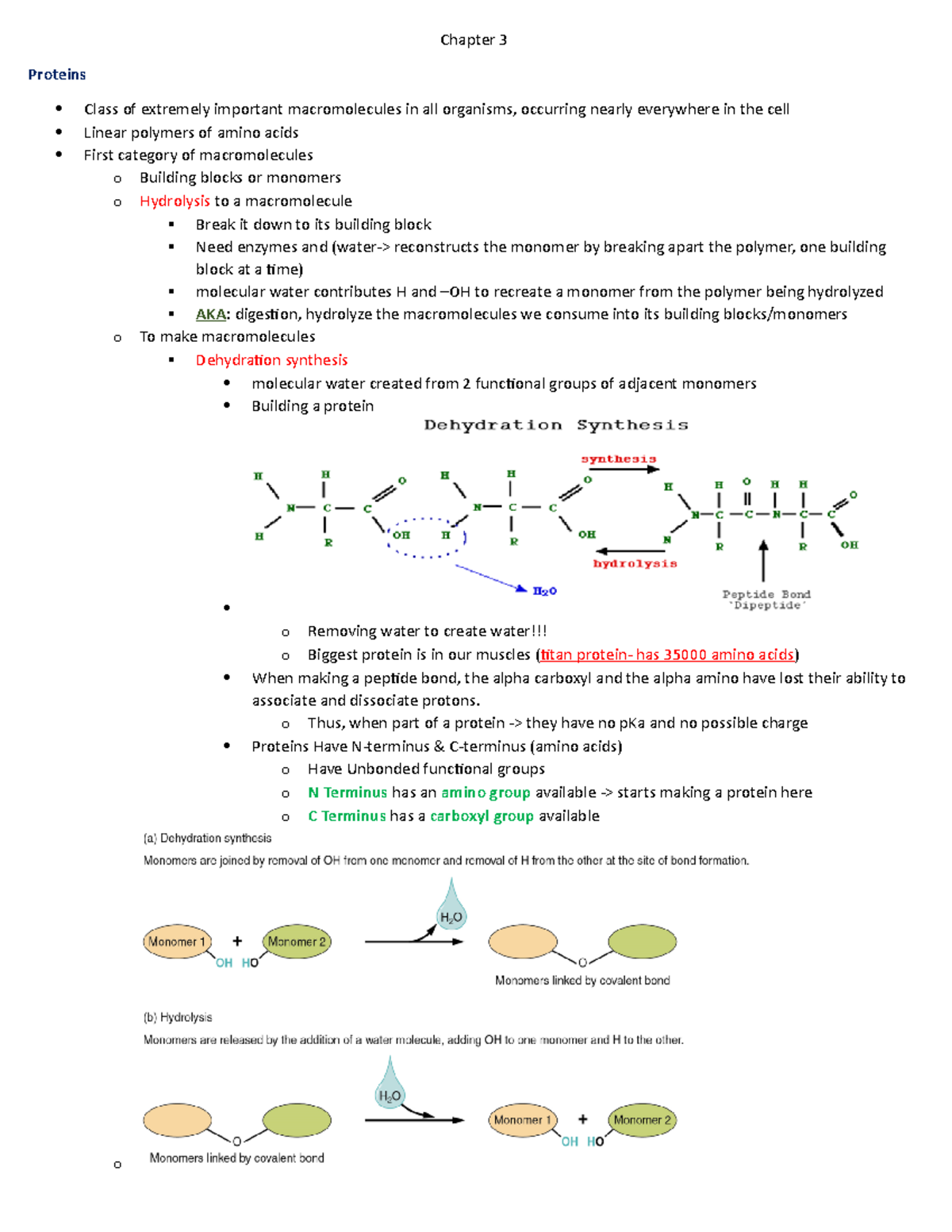 Chapter 3 Notes - Chapter 3 Proteins Class of extremely important ...