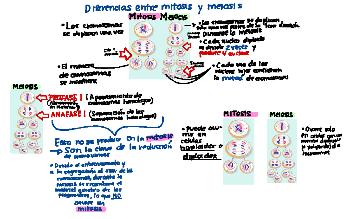 Cuál Es La Diferencia Entre Meiosis Y Mitosis www.studocu.com