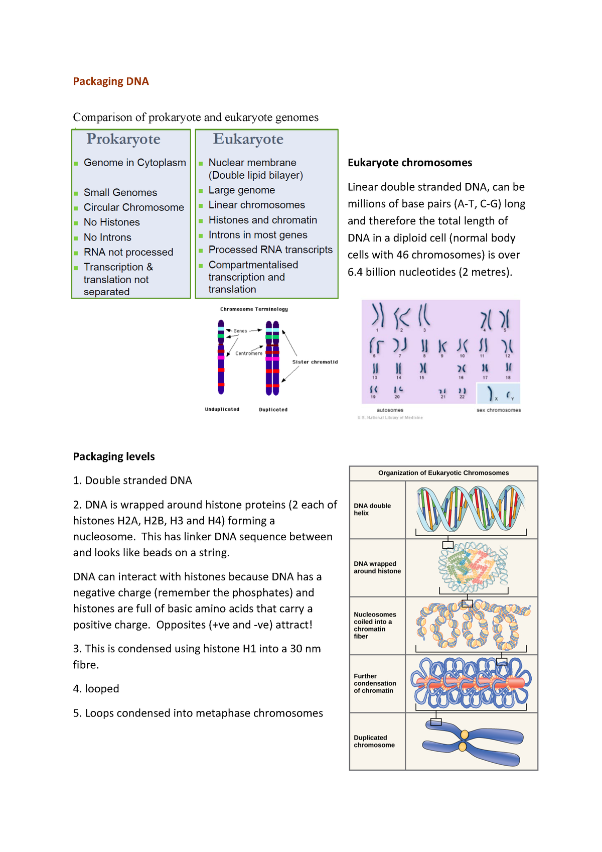 Week 5 Summary - Packaging DNA Comparison Of Prokaryote And Eukaryote ...