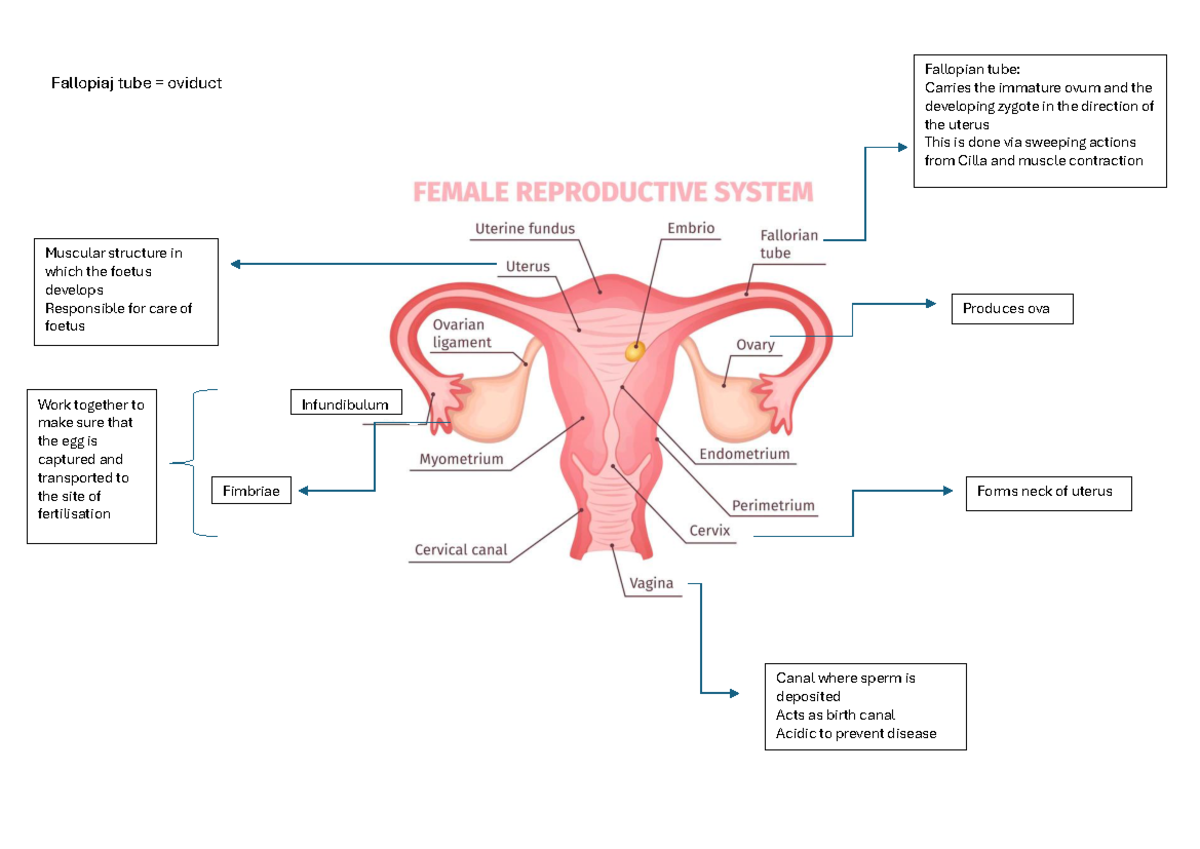 Human reproduction female - Fallopiaj tube = oviduct Produces ova ...