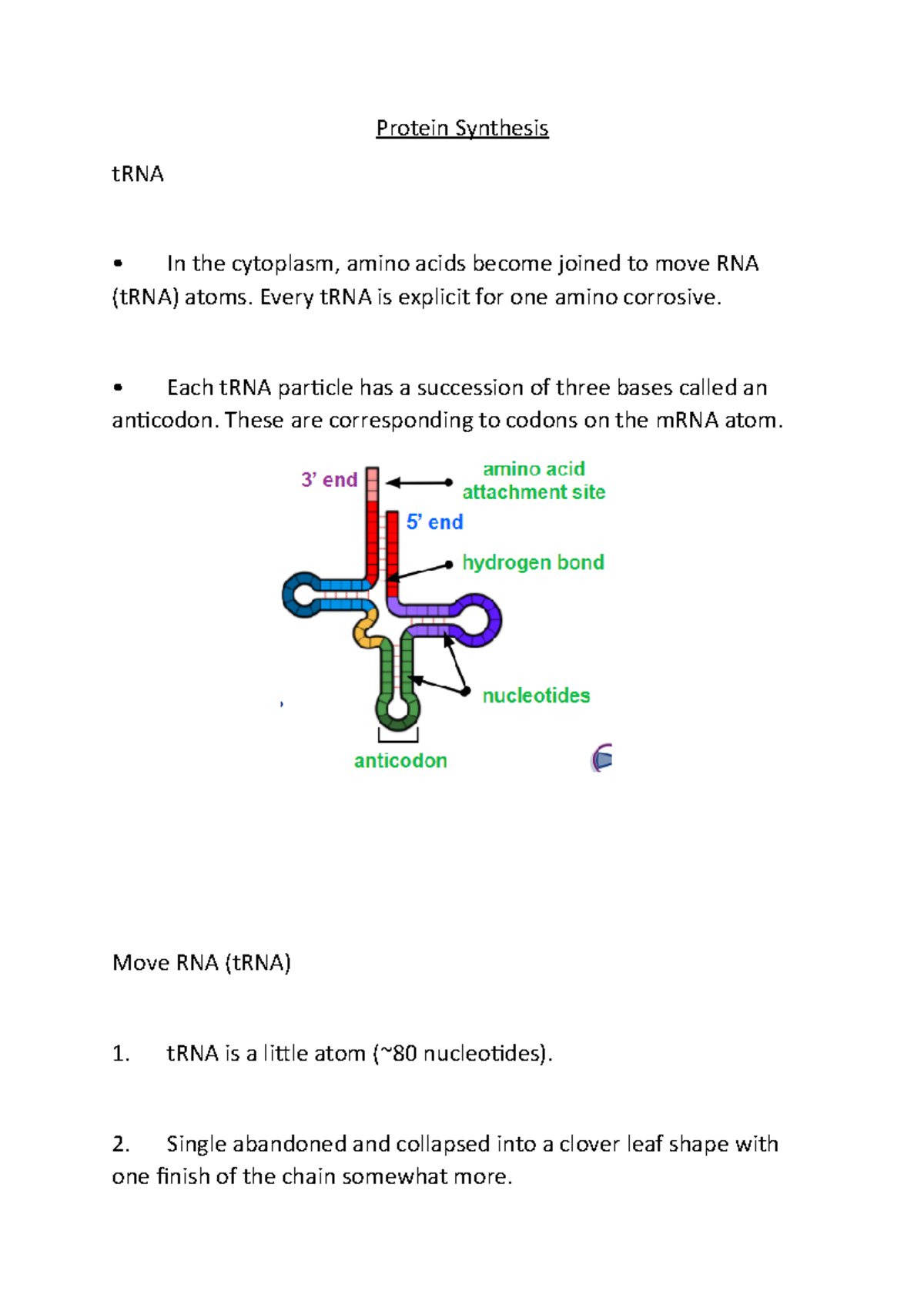 Protein Synthesis Notes in biology A Level OCR A Protein Synthesis tRNA In the cytoplasm