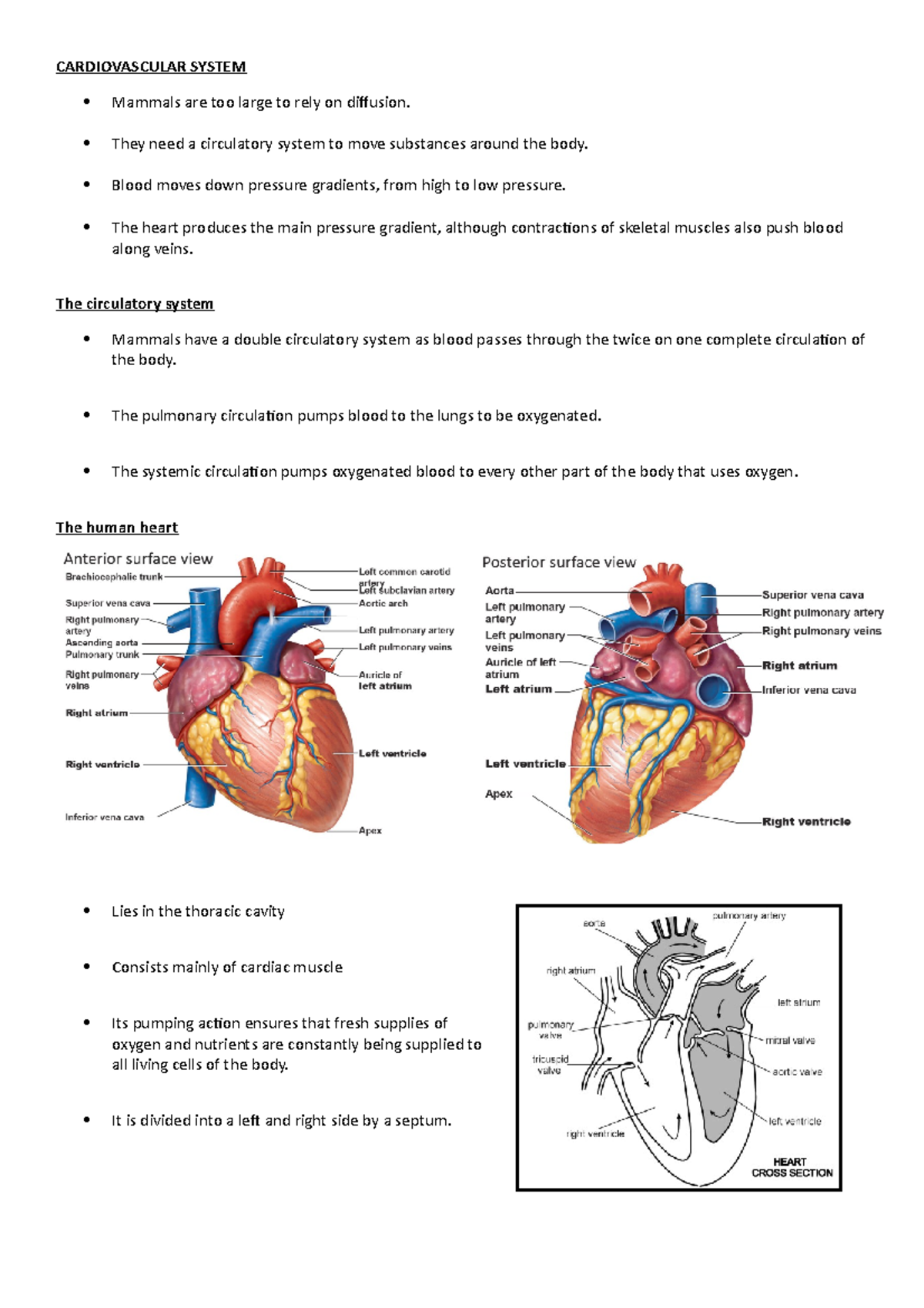 Cardiovascular System - CARDIOVASCULAR SYSTEM Mammals are too large to ...