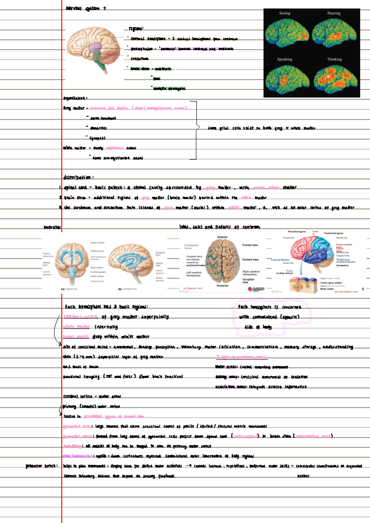 Nervous system 1 - 1st part of 3 - BIOM2003 - Studocu