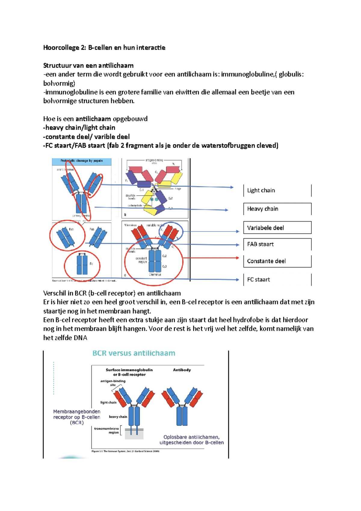 Hoorcollege 2- B-cellen En Hun Interactie - Hoorcollege 2: B-cellen En ...