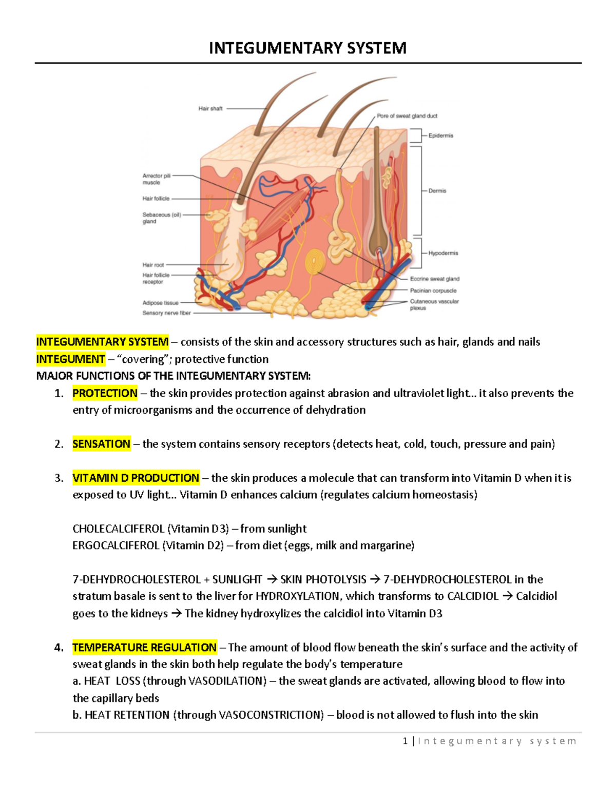 Integumentary System lecture notes from Seeley's Anatomy and Physiology ...