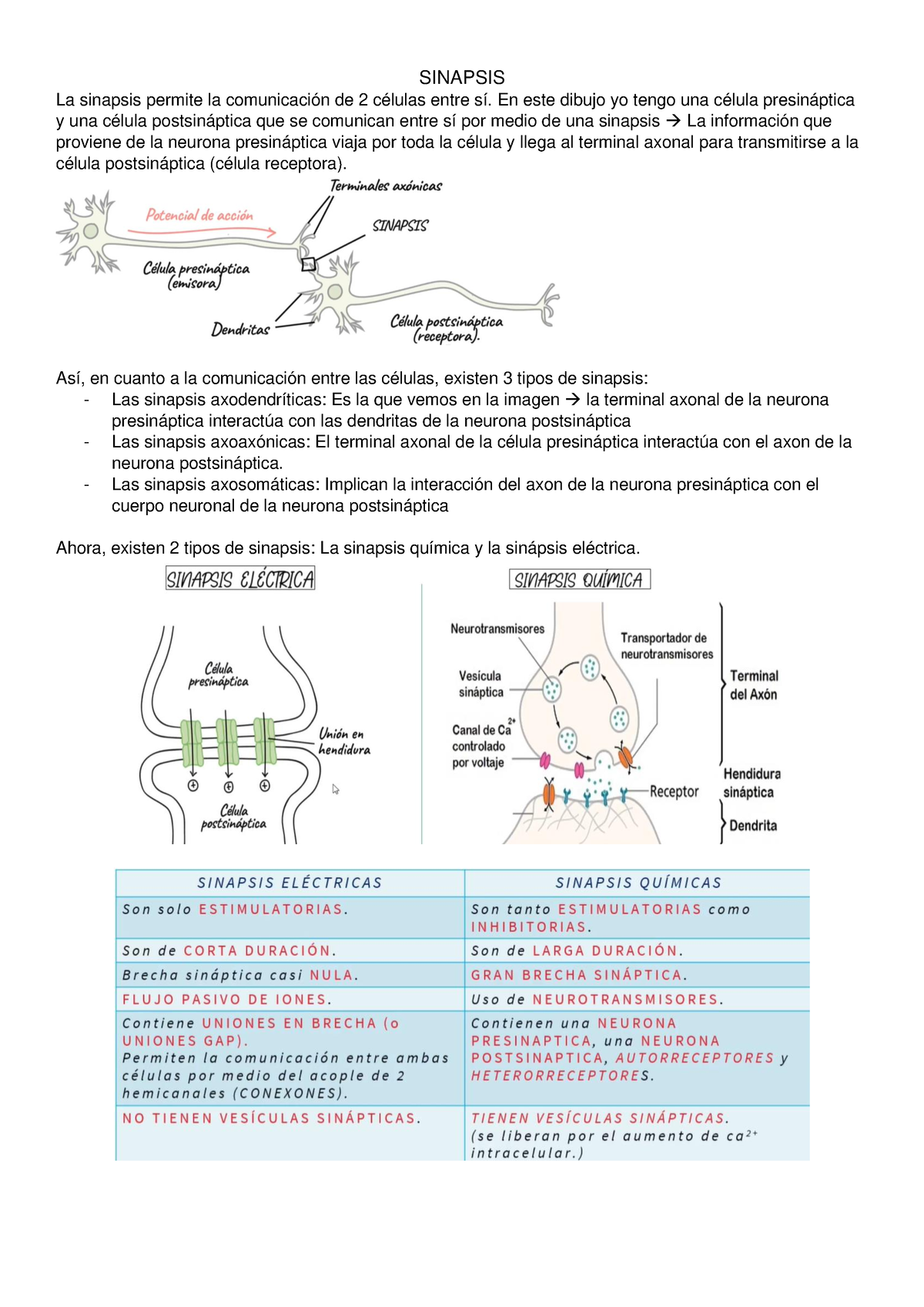 Neuro, Seminario 2. Sinapsis Y FSC - SINAPSIS La Sinapsis Permite La ...