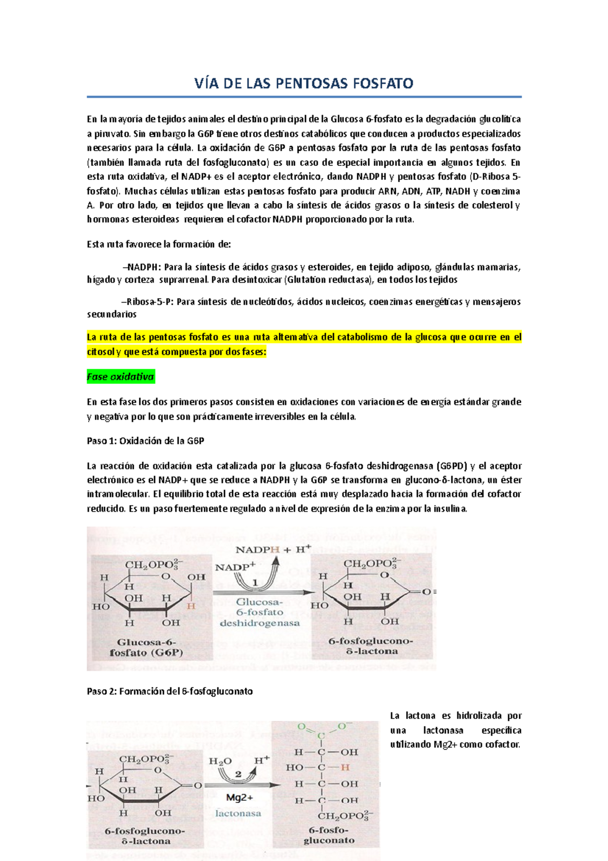 VÍA DE LAS Pentosas Fosfato - DE LAS PENTOSAS FOSFATO En la de tejidos ...