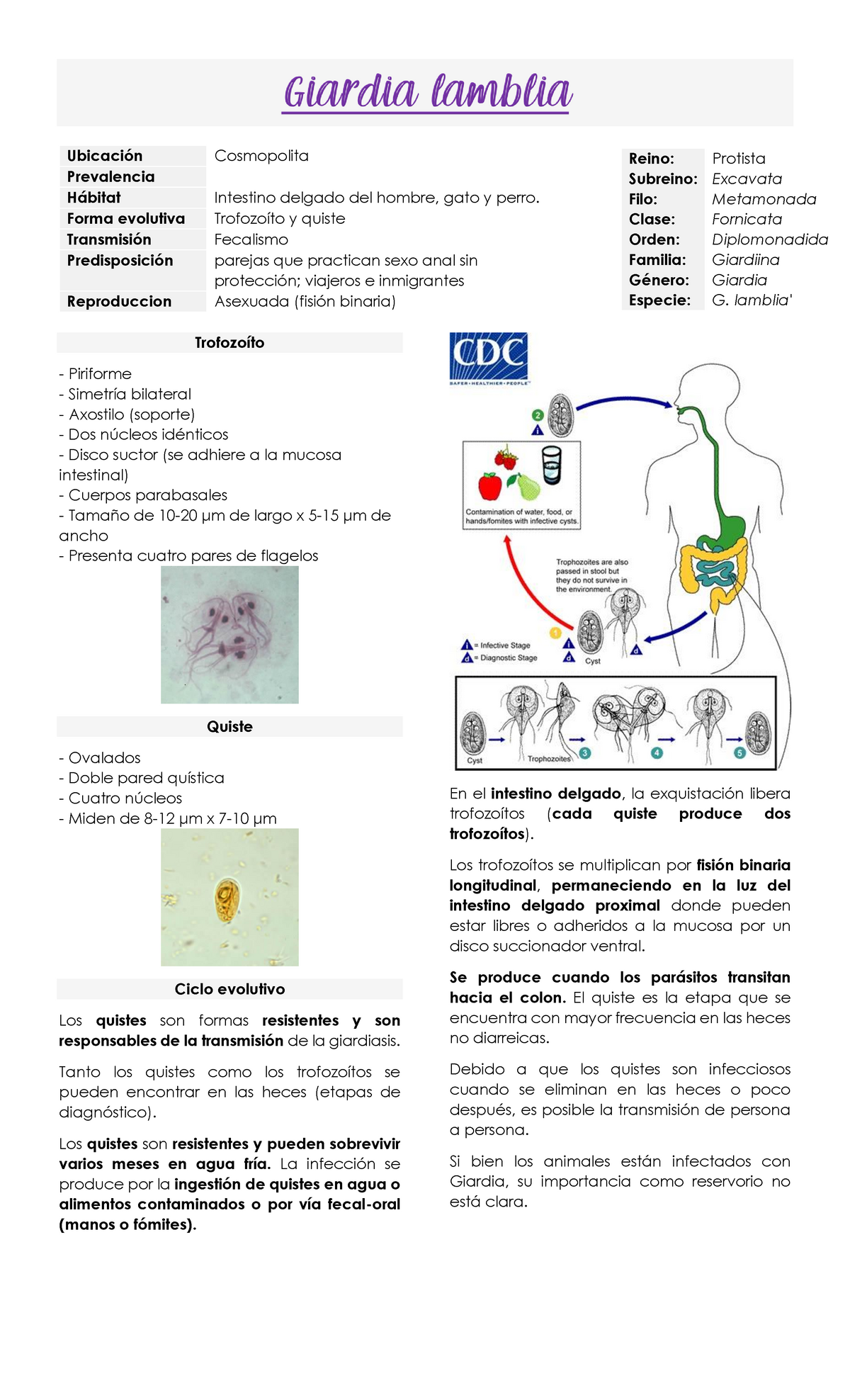 quistes de giardia en heces