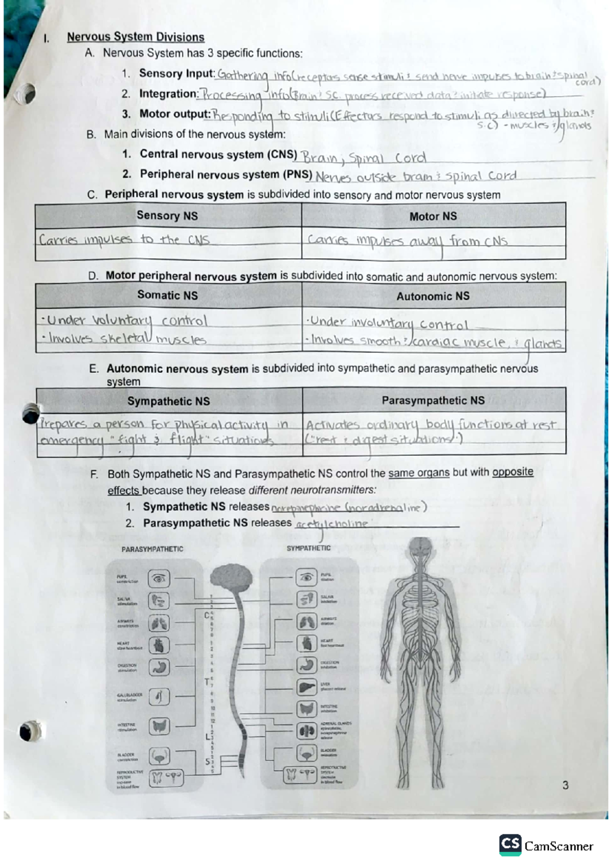 Page 1 - The Nervous System - CamScanner - Studocu