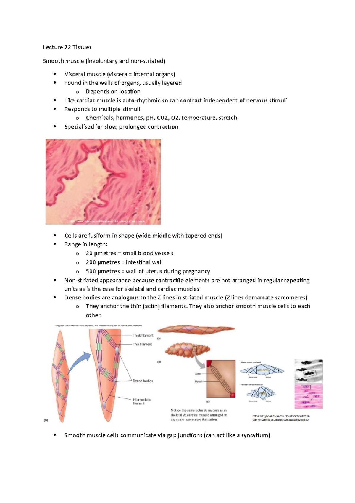 Lec Tissue Hu Bio Smooth Muscle Cell Characteristics Three Muscle Types With Images