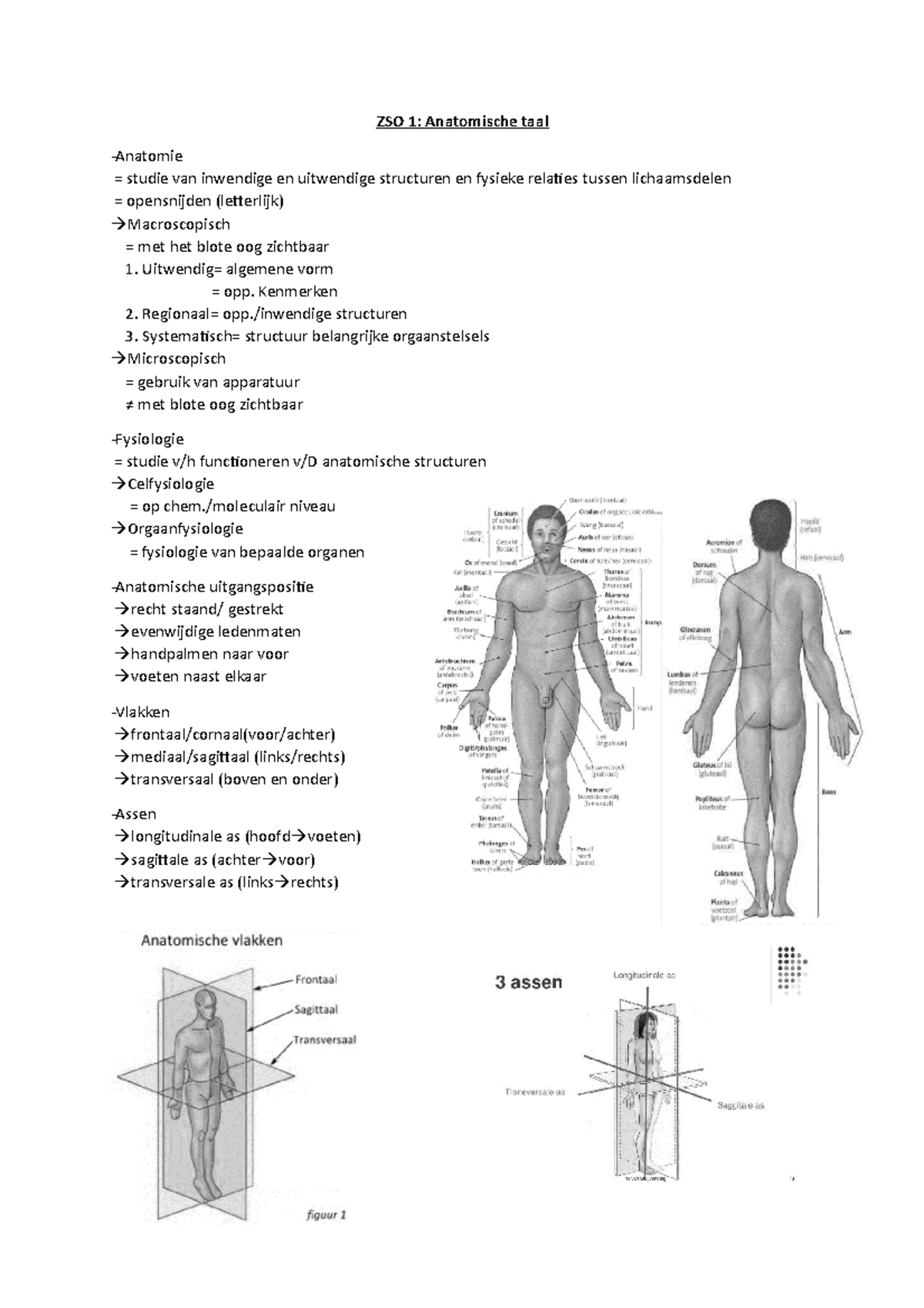 Zelfstudie Opdracht 1 Anatomische Taal - ZSO 1: Anatomische Taal ...