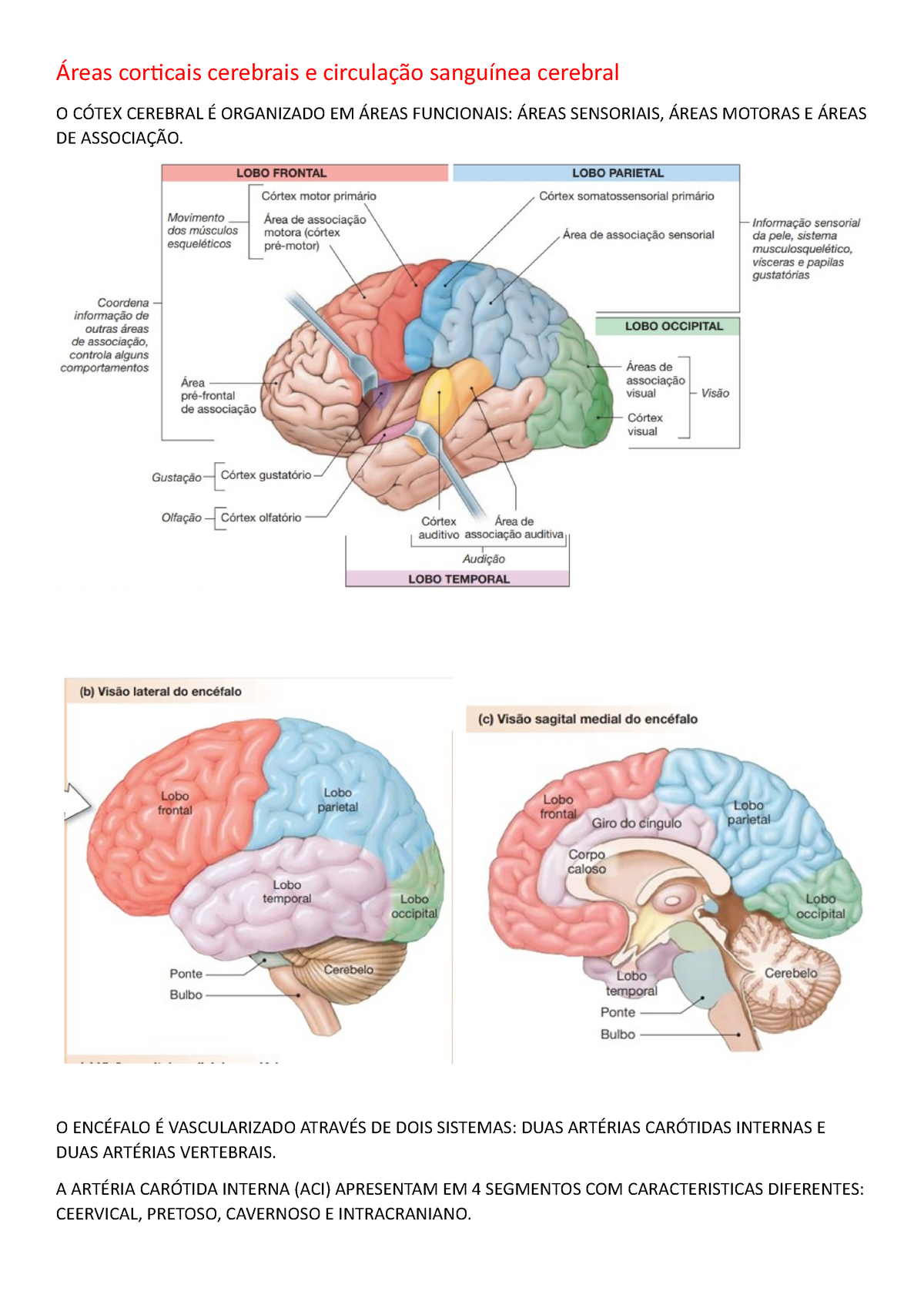 Areas Cerebrais Corticais E Circulação Sanguinea Áreas Corticais Cerebrais E Circulação 