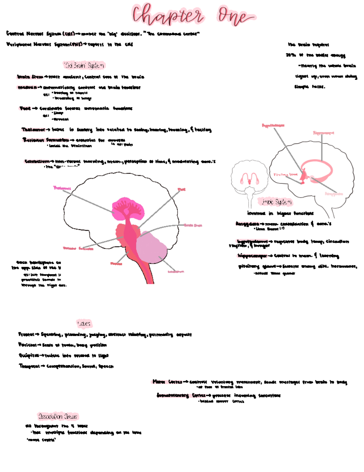 The brain pt3 - Notes based on the supplementary material, reading, and ...