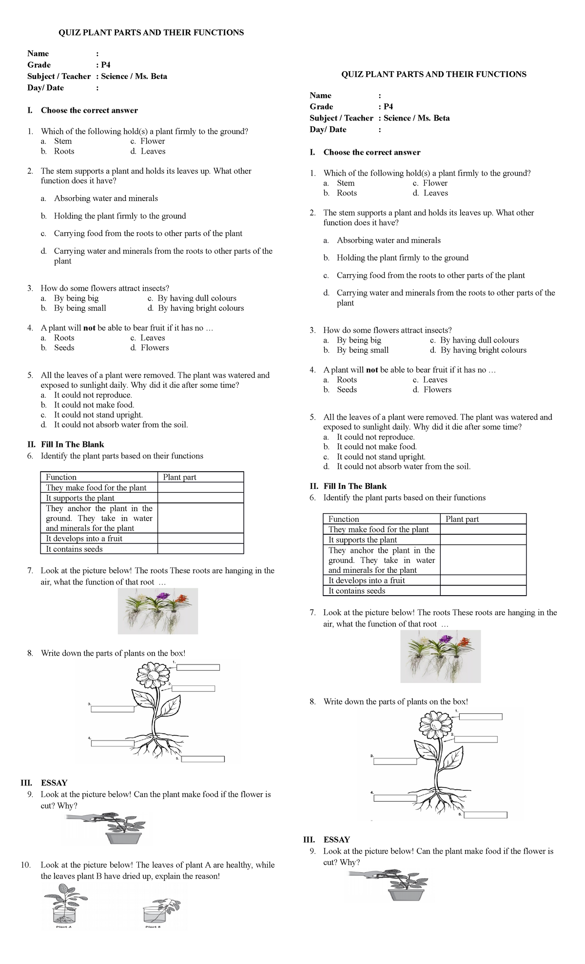 quiz-plant-parts-and-their-functions-quiz-plant-parts-and-their