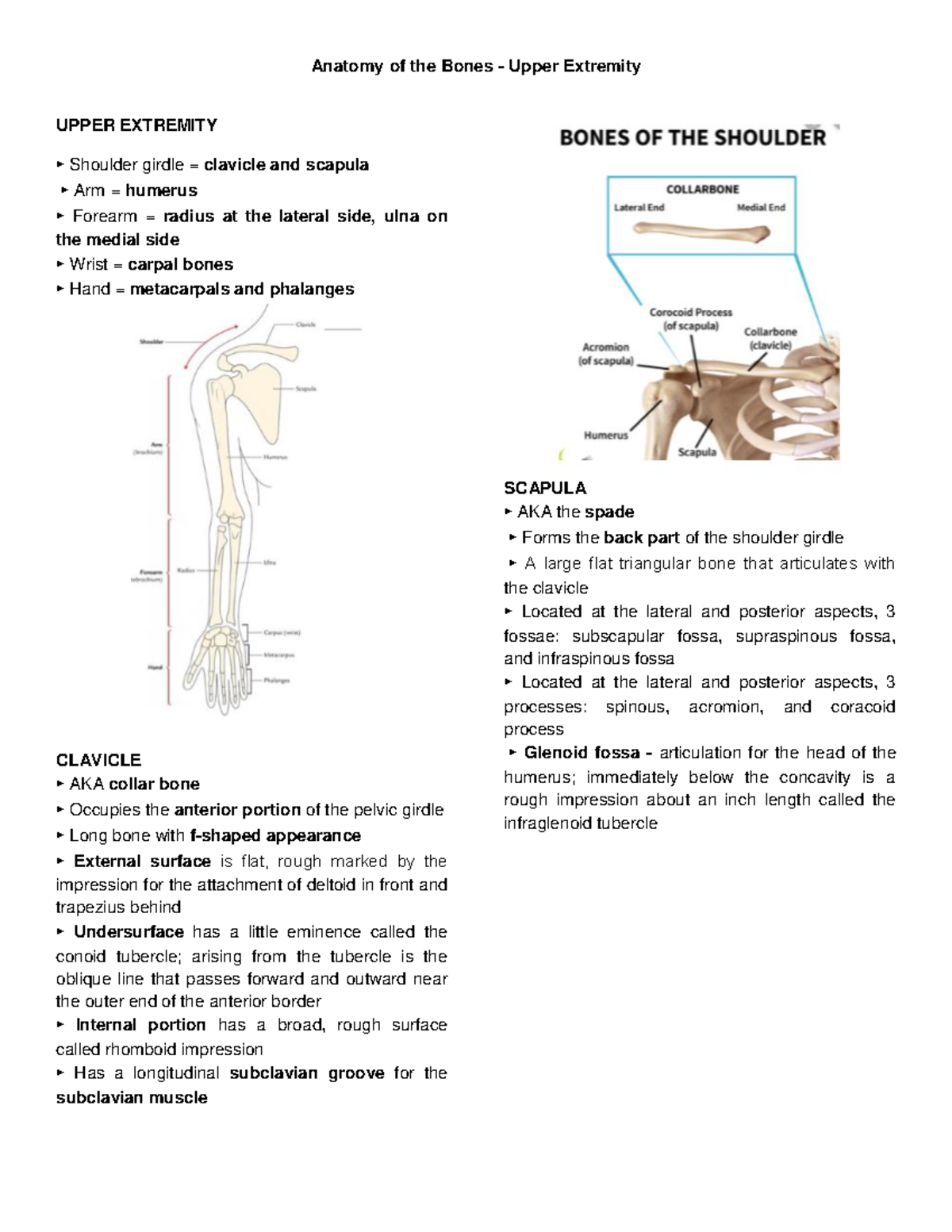 Anatomy Of The Bones - Dentistry - Studocu