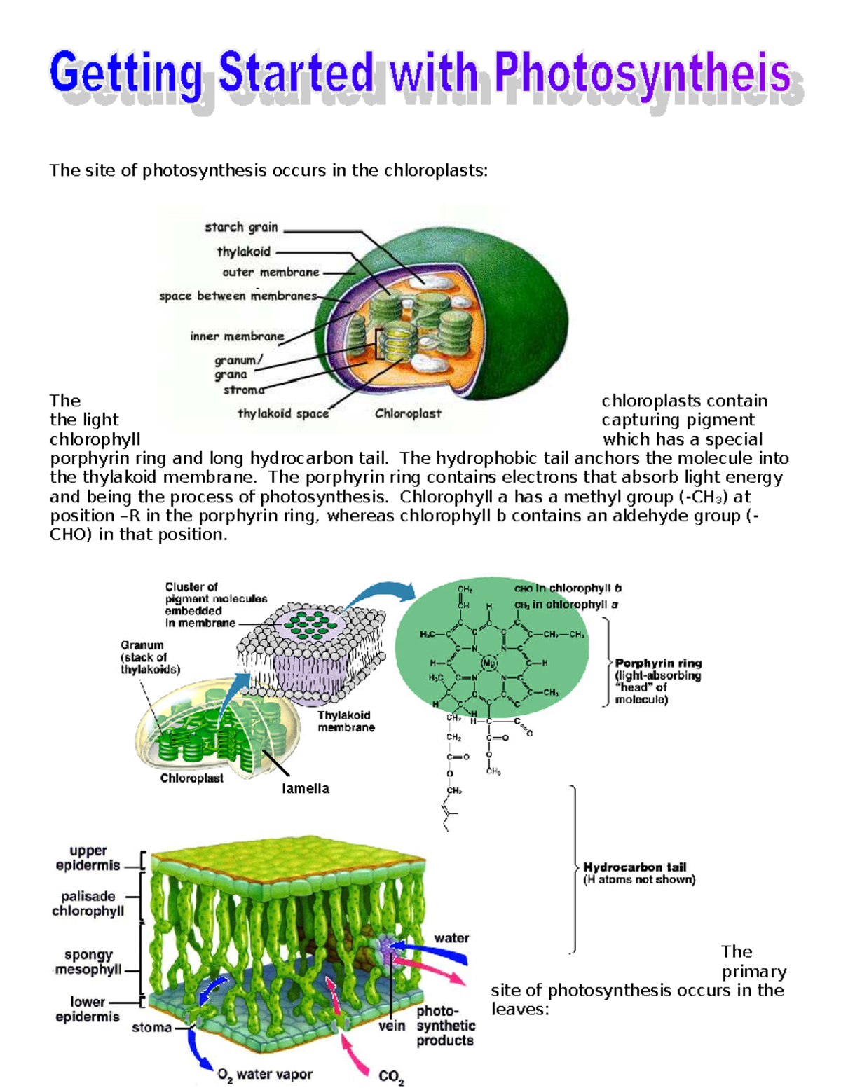 1 getting started with photosynthesis - The site of photosynthesis ...