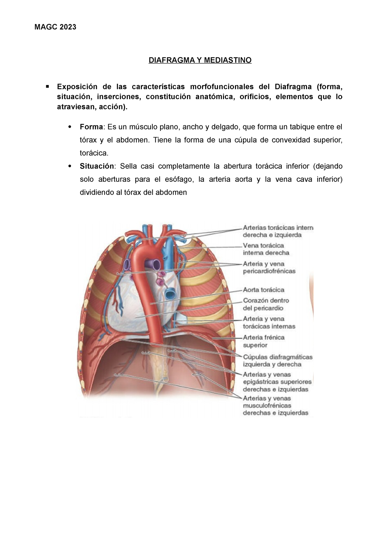 Diafragma Y Mediastino   DIAFRAGMA Y MEDIASTINO Exposición De Las