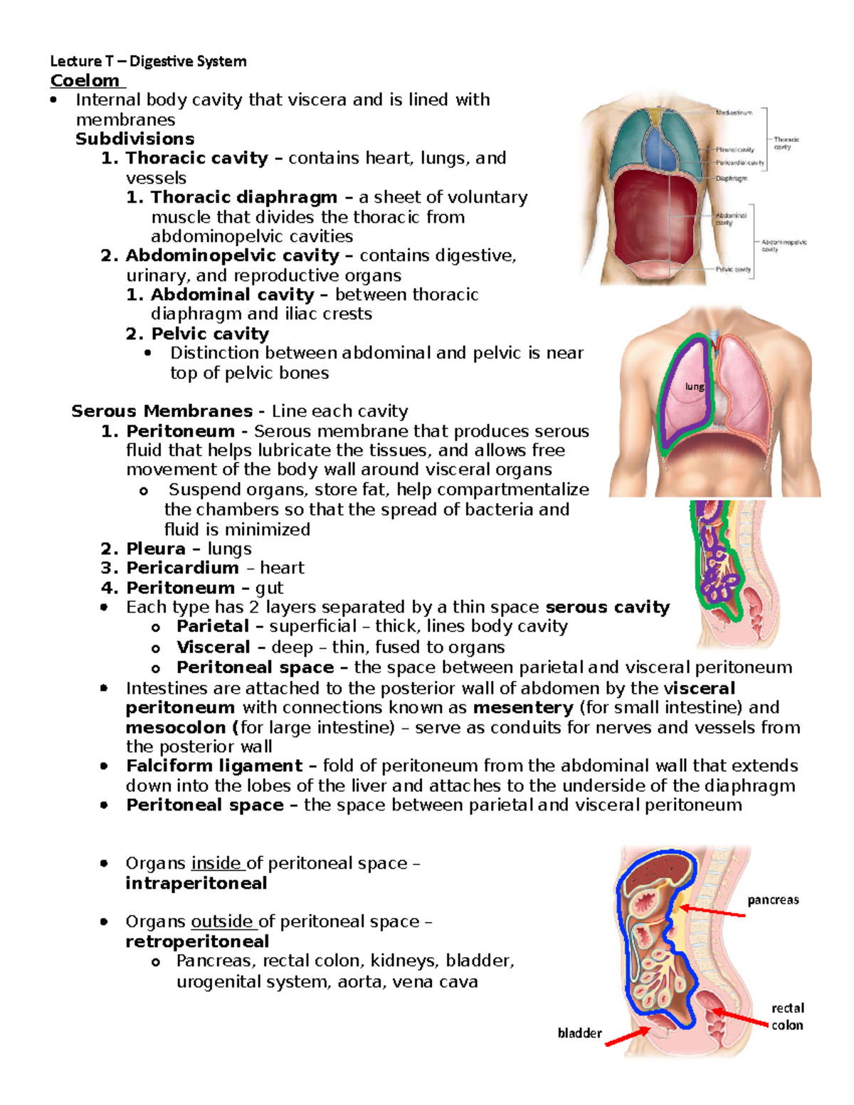 Anatomy of the digestive system - Coelom Internal body cavity that ...