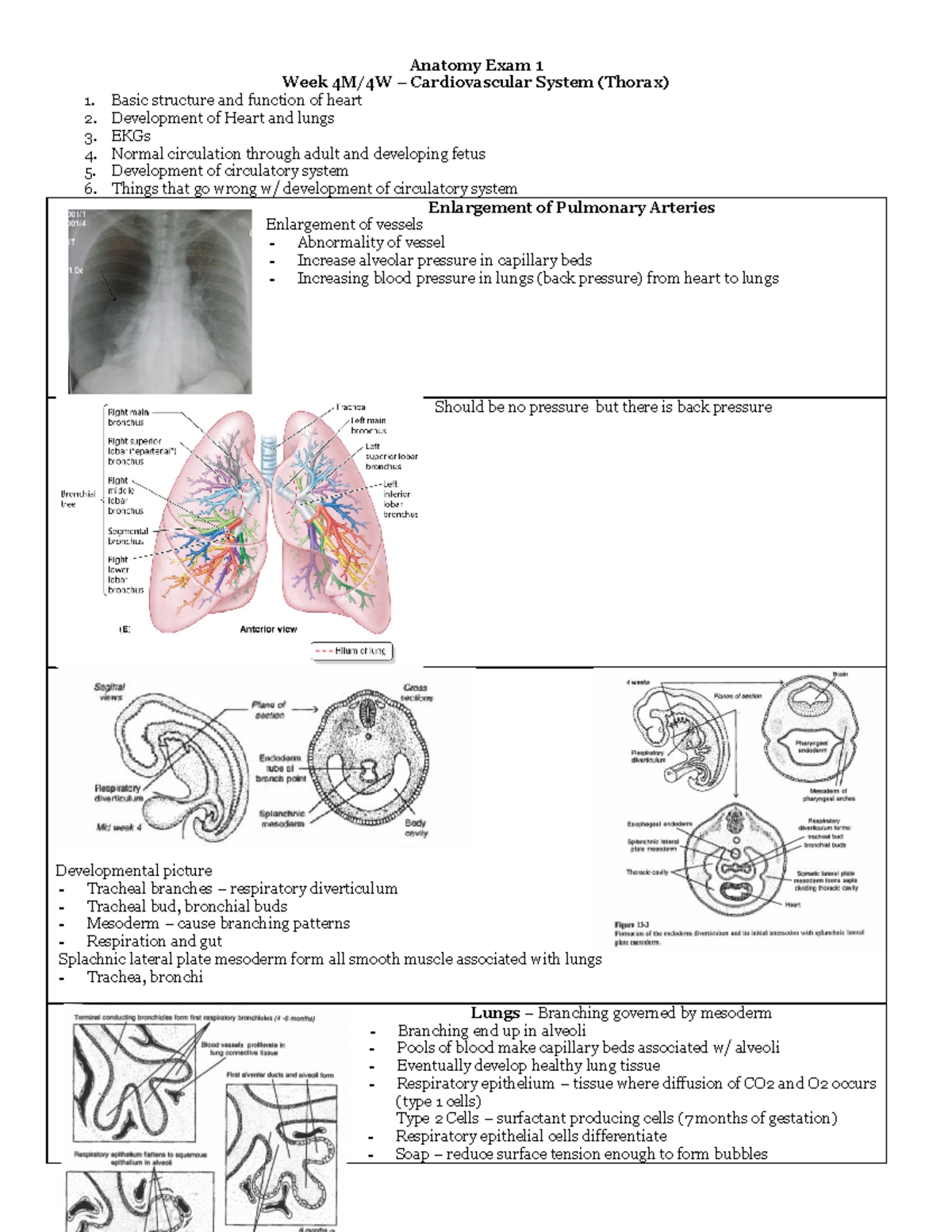 Anatomy 4M:4W - Nelson - Anatomy Exam 1 Week 4M/4W – Cardiovascular ...