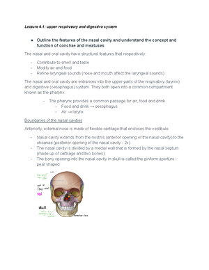 Anatomy of the male reproductive system - Anatomy of the male ...