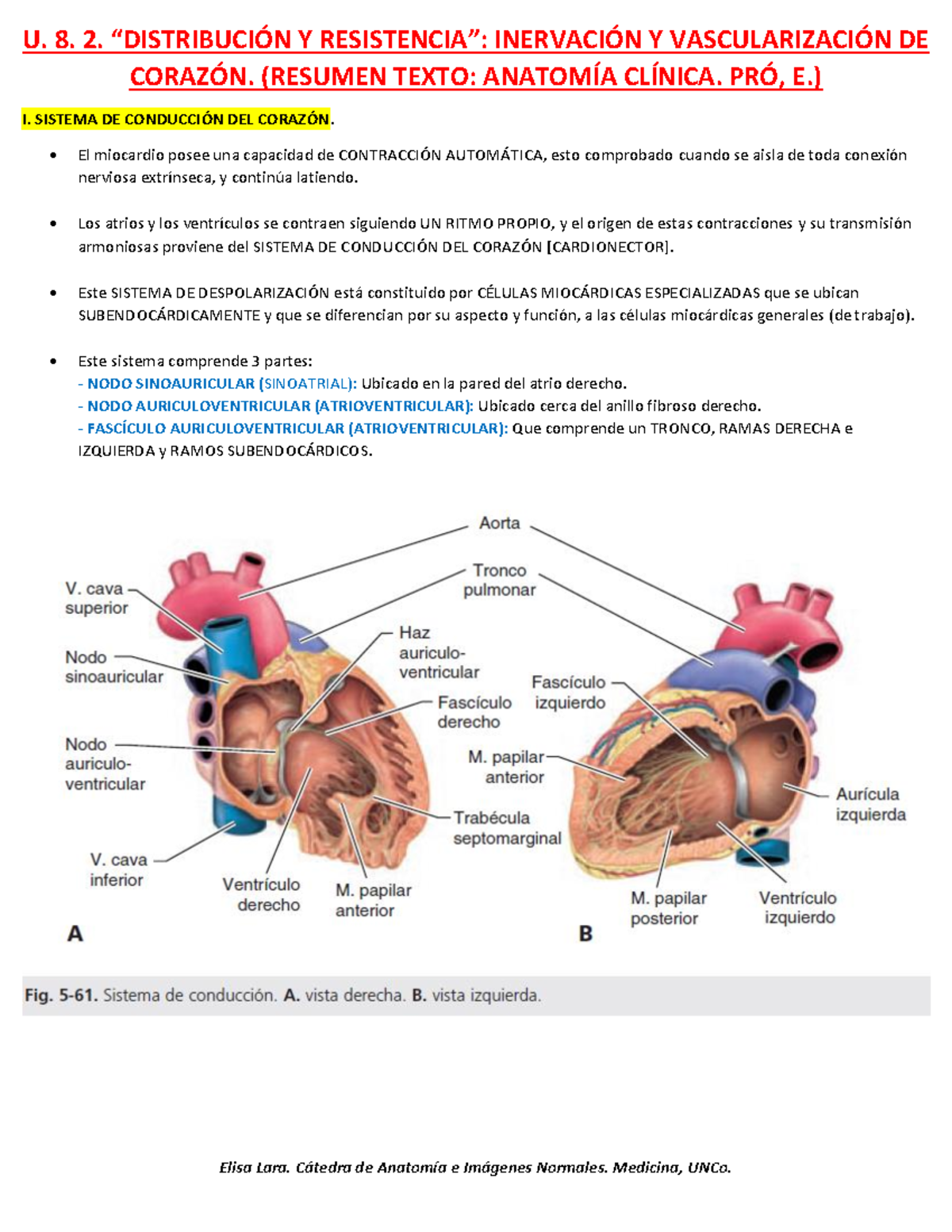 Distribución Y Resistencia: Vascularización E Inervación Del Corazón ...
